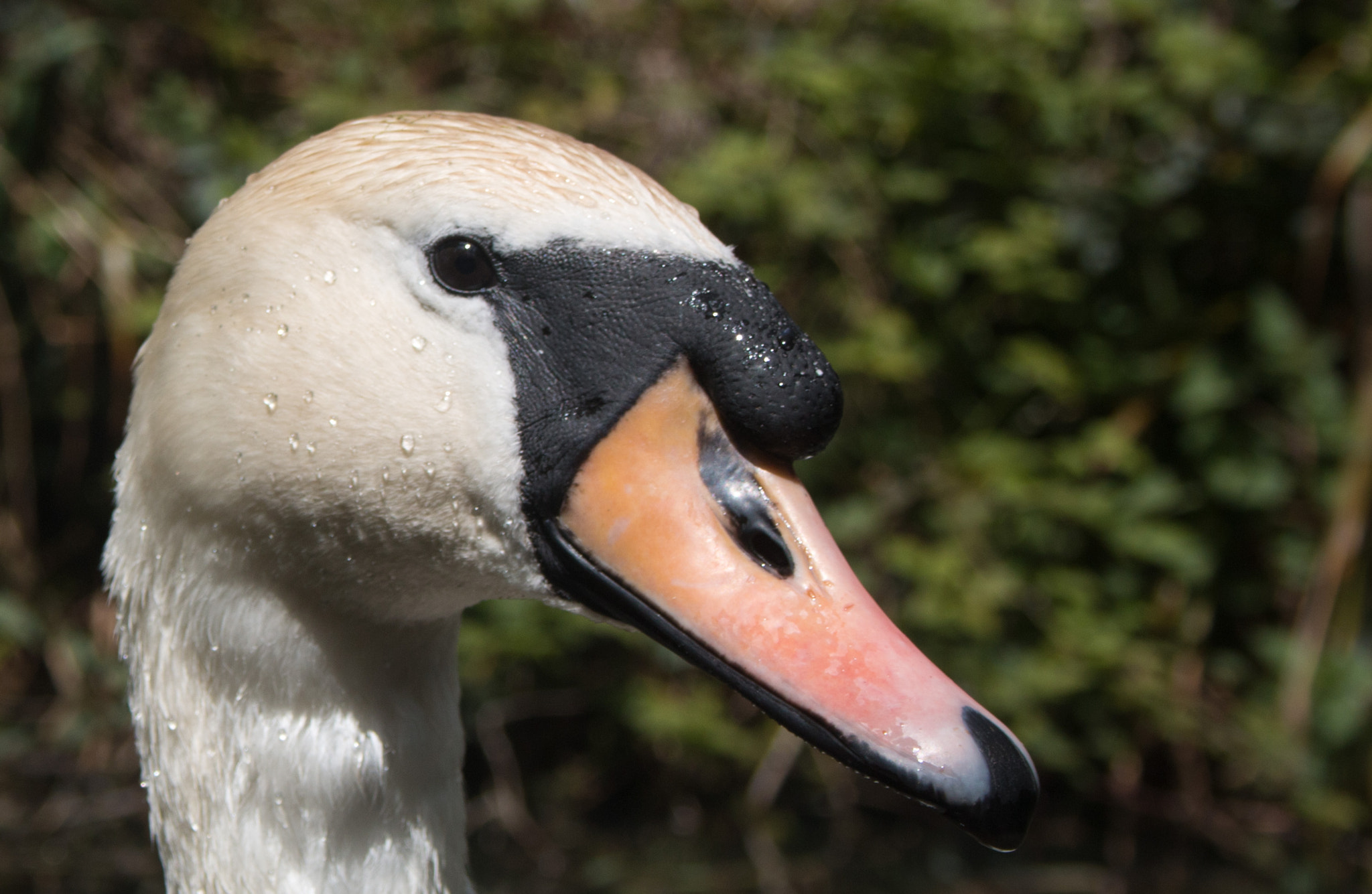 Canon EF-S 18-55mm F3.5-5.6 sample photo. Curious swan photography