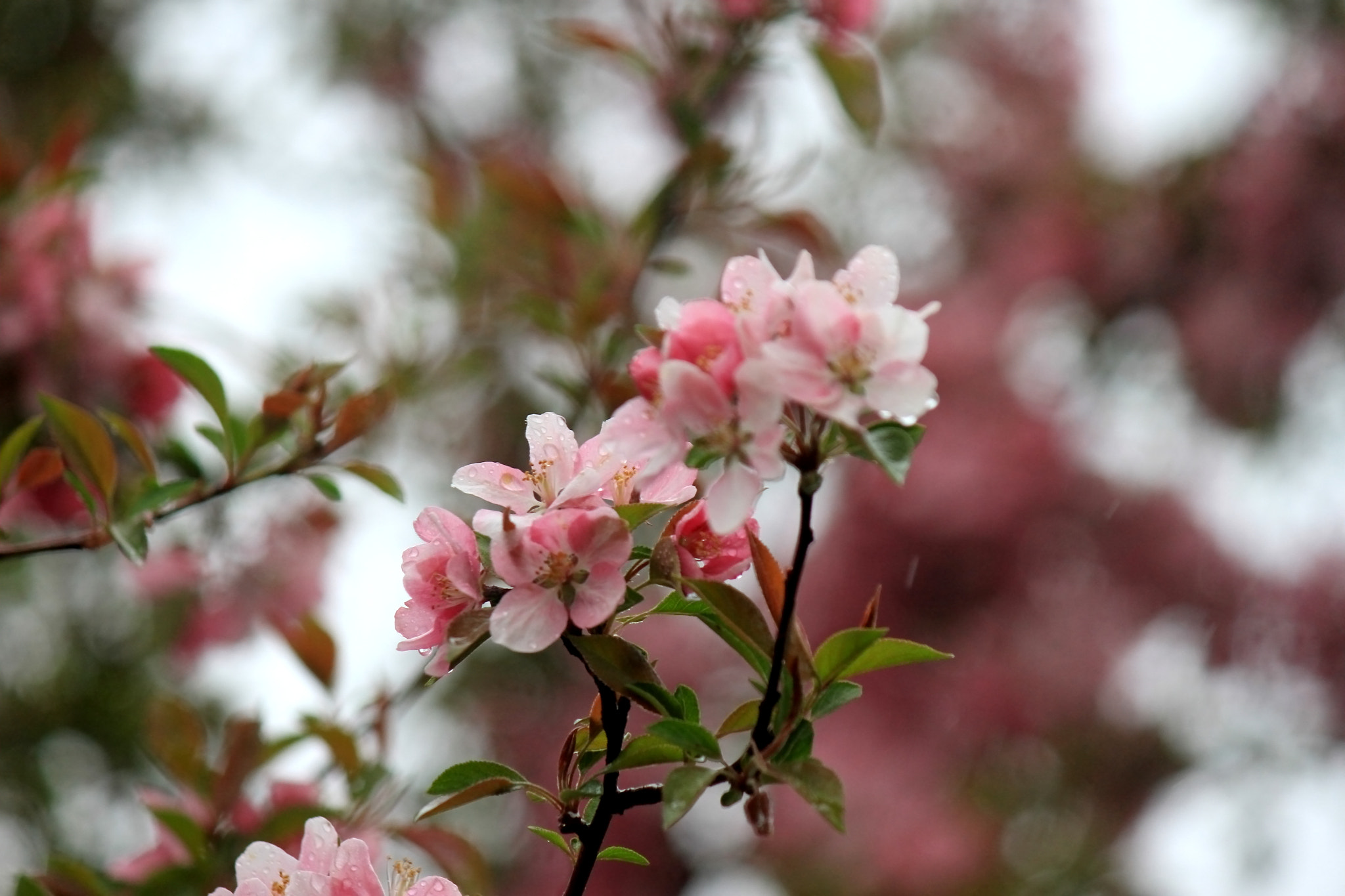 Canon EF-S 55-250mm F4-5.6 IS II sample photo. Pink photography
