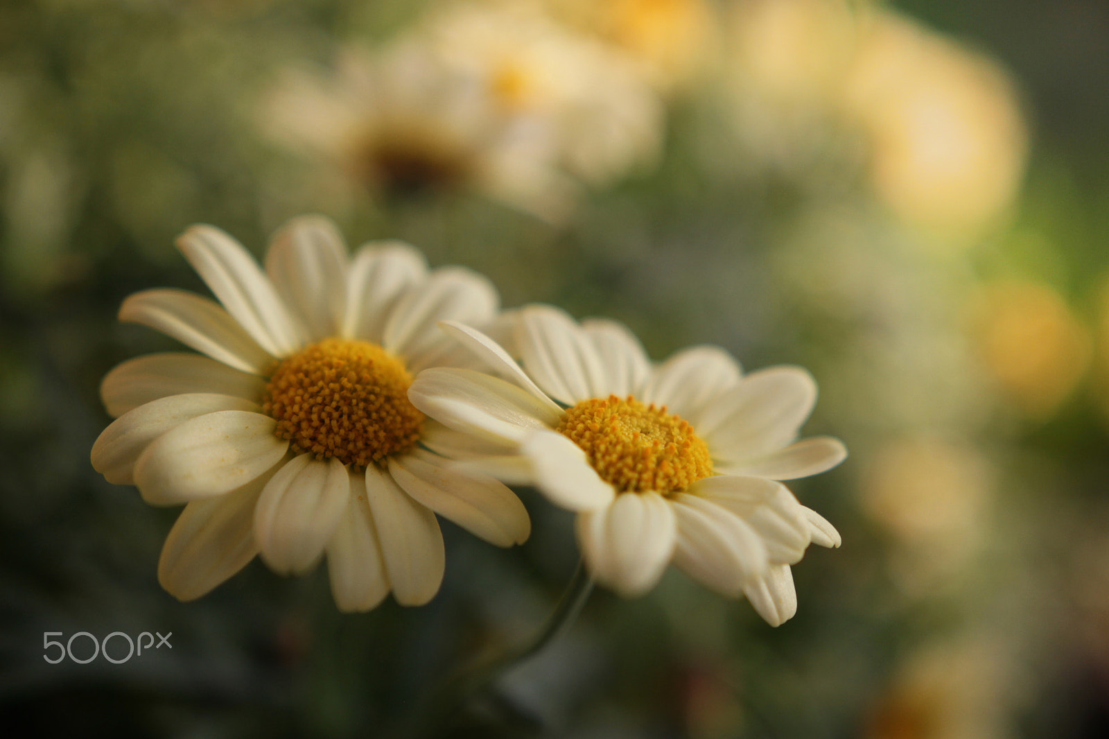 Canon 18-35mm sample photo. Two blossoms photography