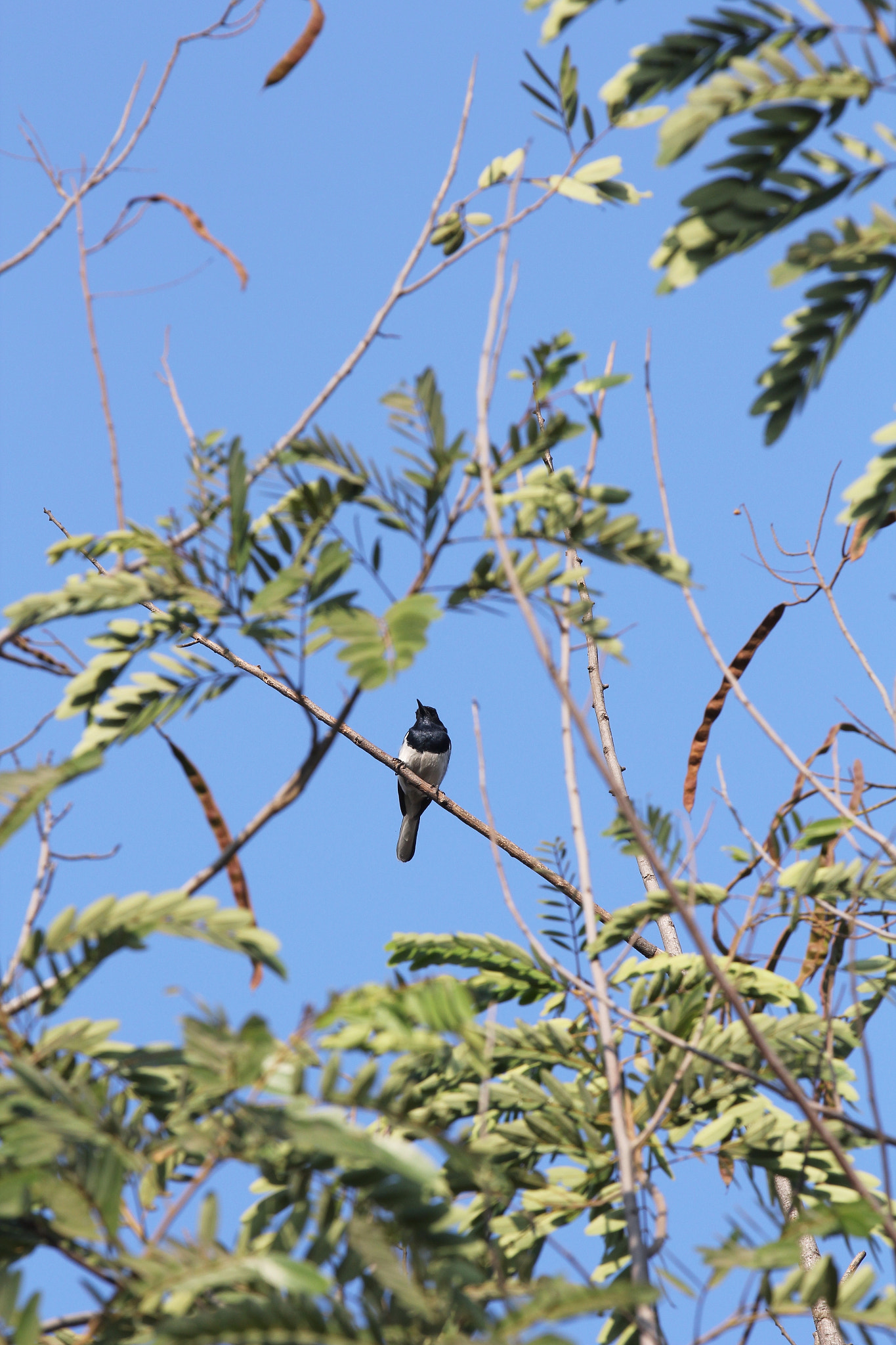 Canon EF 70-200mm F2.8L IS II USM sample photo. Birdy photography