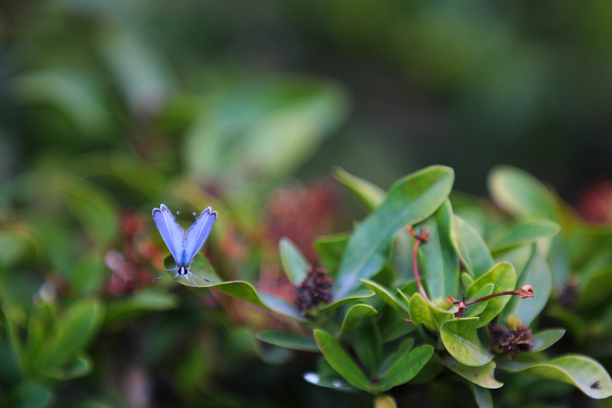 Canon EF 70-200mm F2.8L IS II USM sample photo. Ignored colours photography