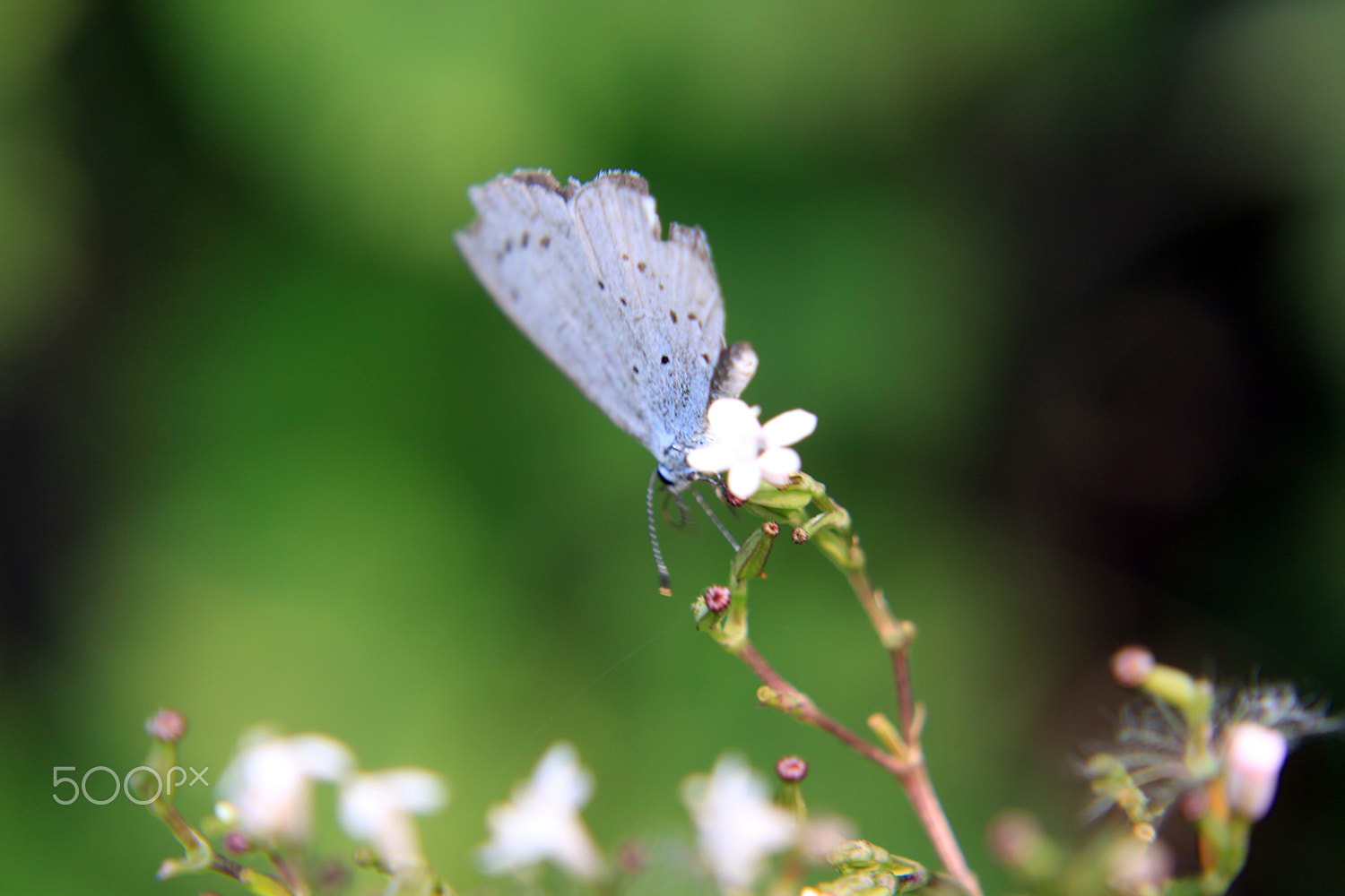 Canon EF-S 18-55mm F3.5-5.6 sample photo. Butterfly photography