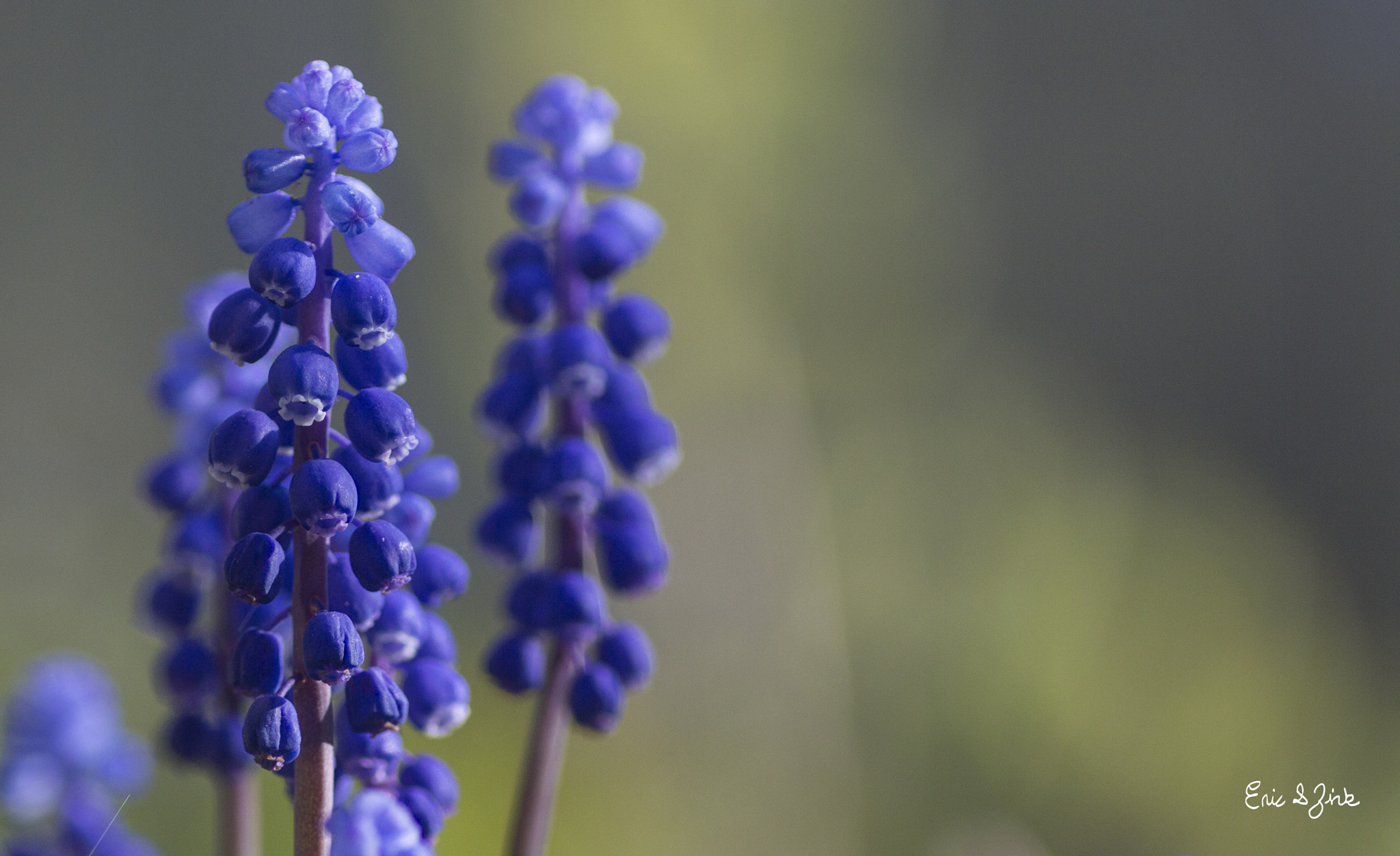 Tamron SP AF 90mm F2.8 Di Macro sample photo. Blue flowers photography