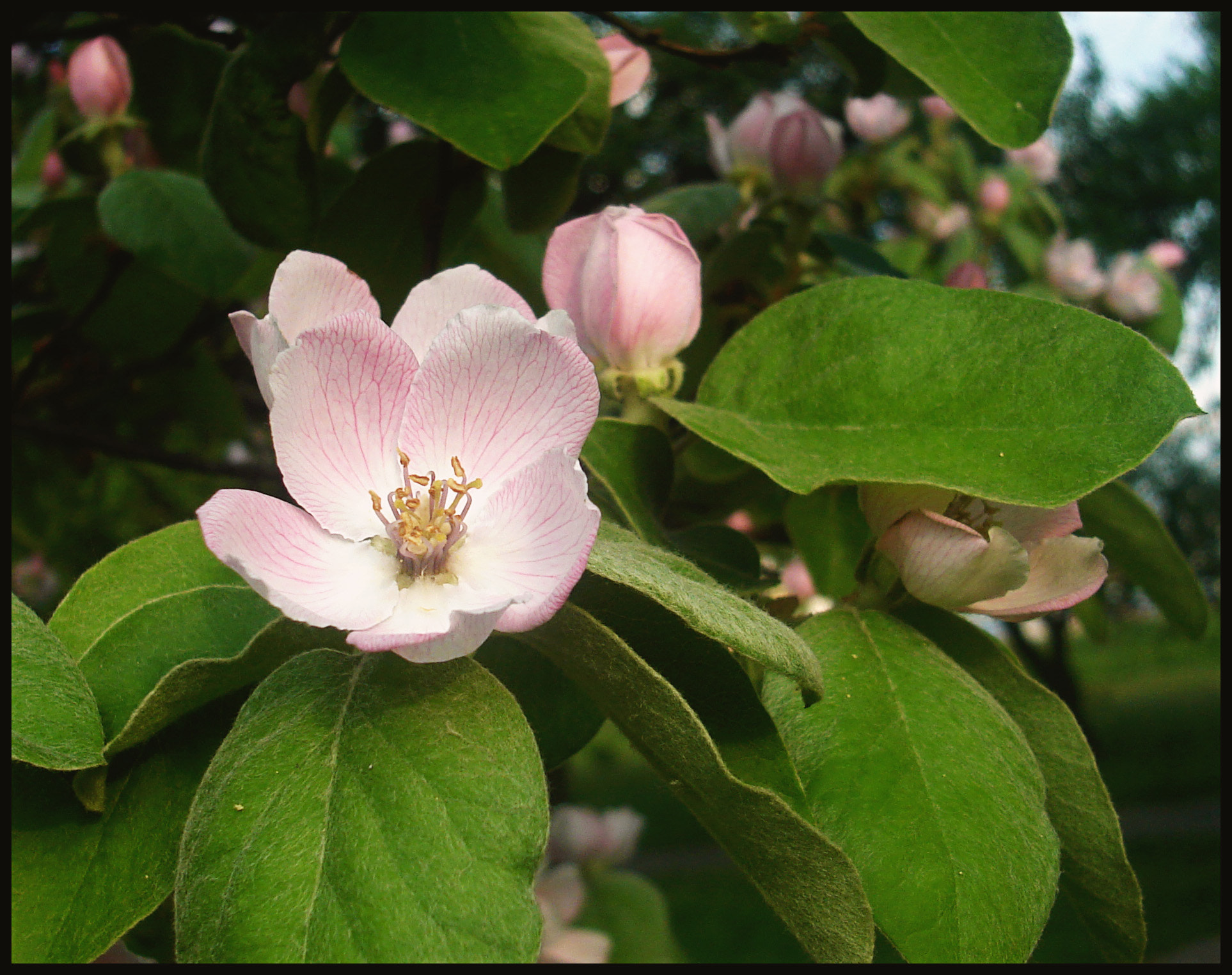 Sony DSC-S40 sample photo. Flower photography