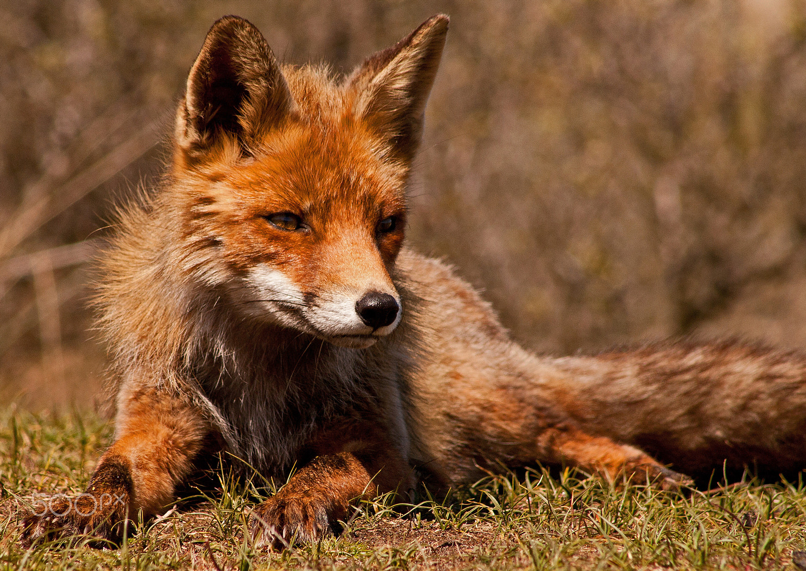Canon EF 75-300mm f/4-5.6 USM sample photo. Fox / vos / rotfuchs / renard roux photography