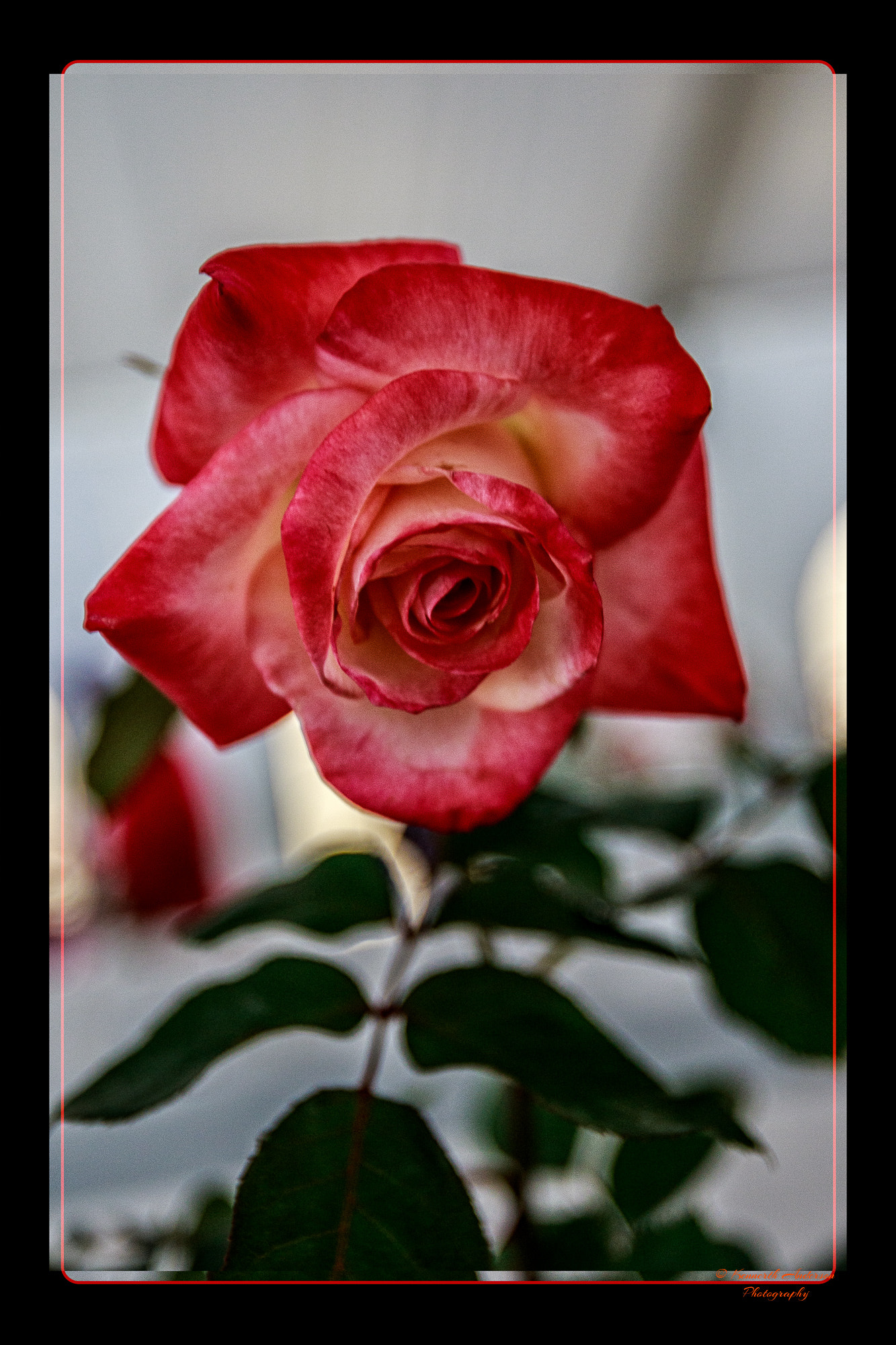 Canon EF 16-35mm F2.8L USM sample photo. Orchid & rose show photography