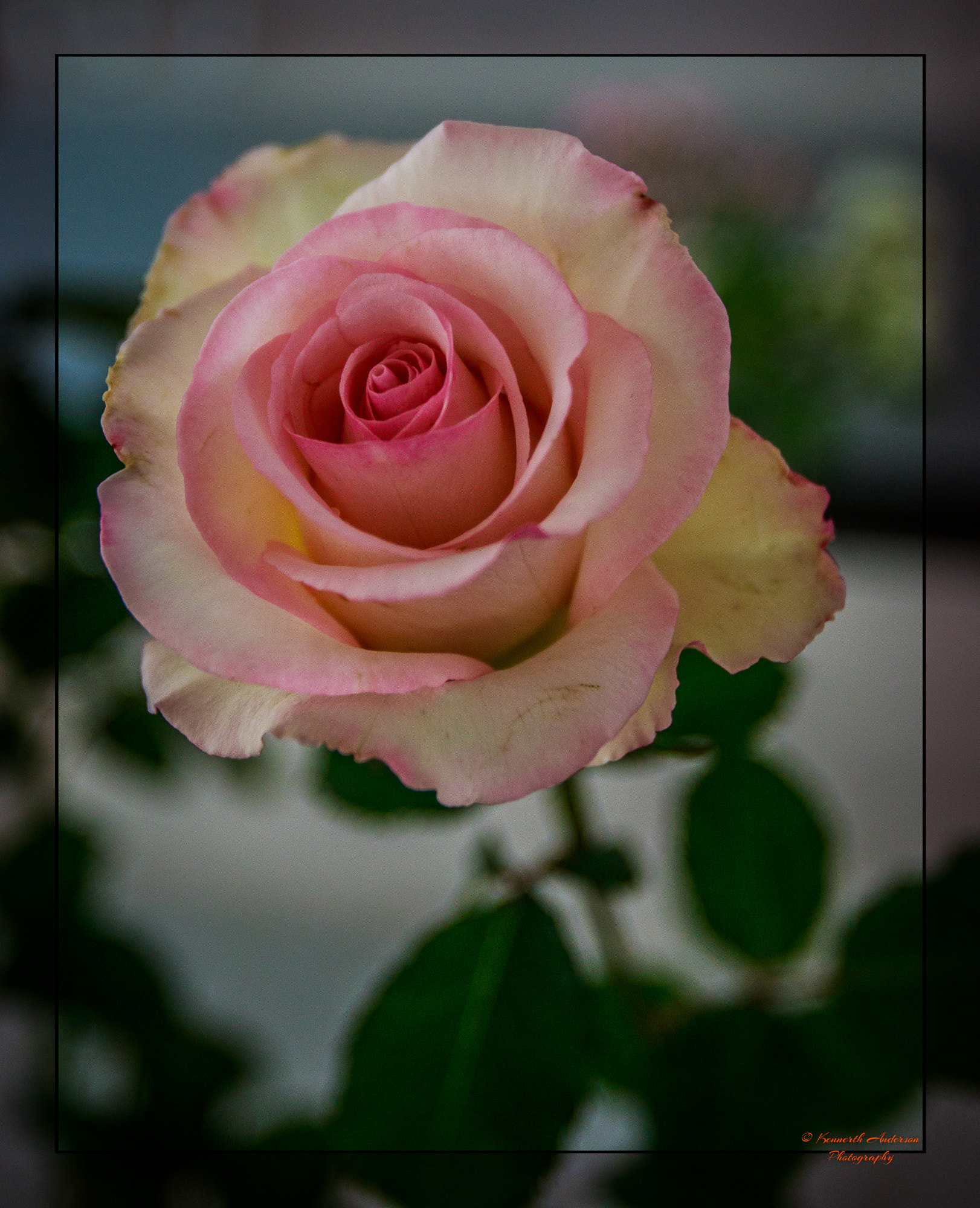 Canon EF 16-35mm F2.8L USM sample photo. Orchid & rose show photography