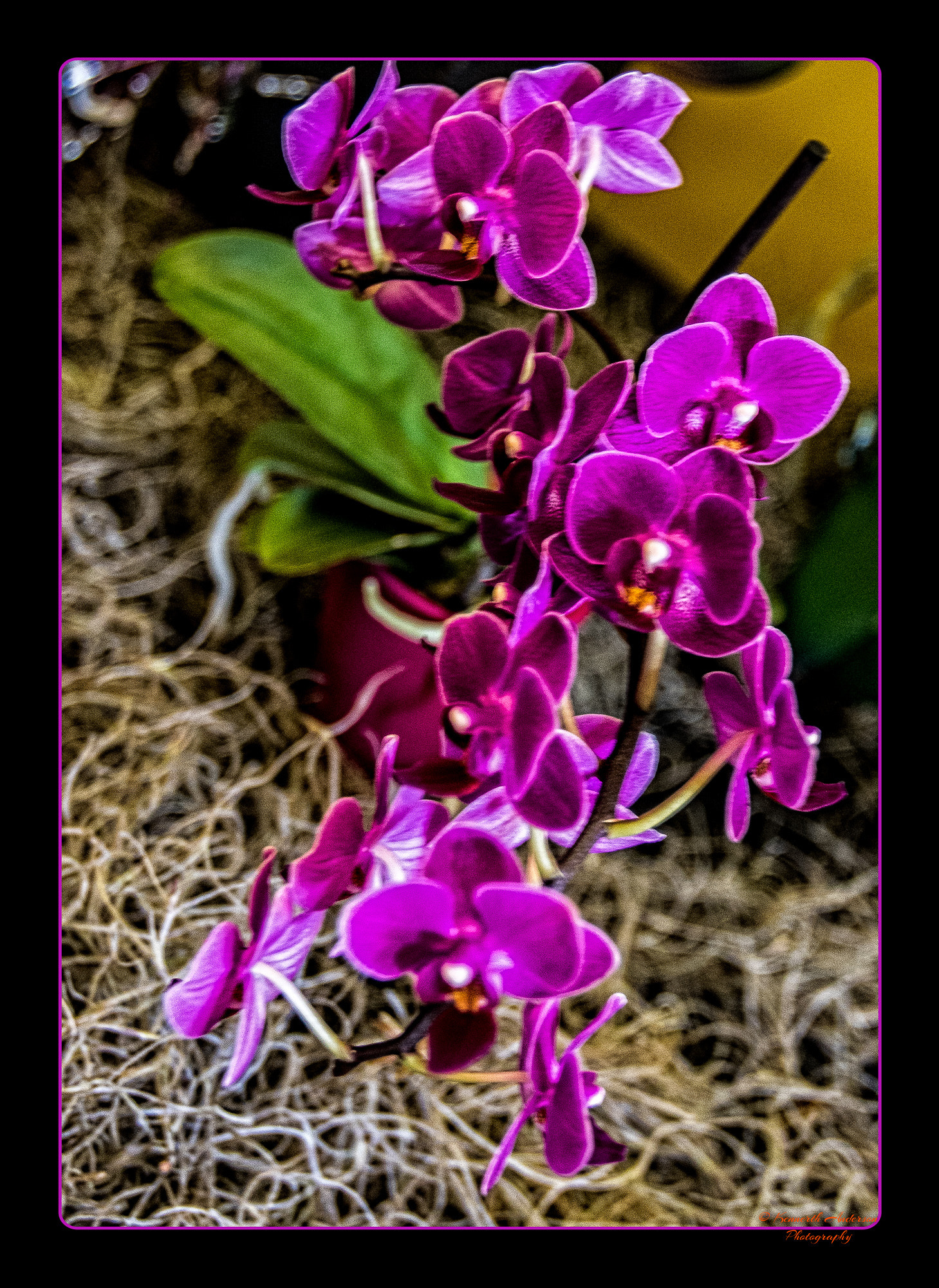 Canon EOS 7D Mark II + Canon EF 16-35mm F2.8L USM sample photo. Orchid & rose show photography