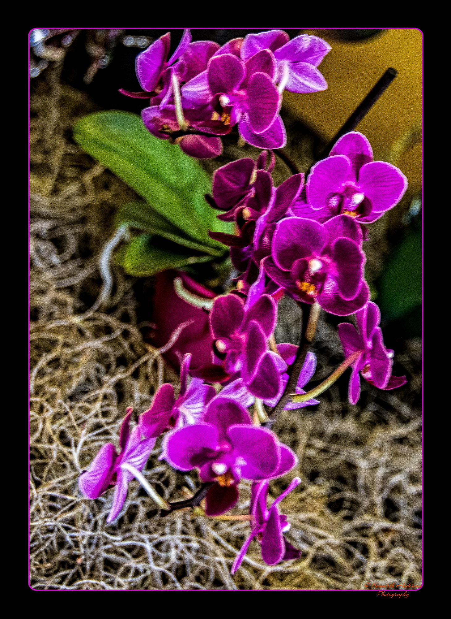 Canon EF 16-35mm F2.8L USM sample photo. Orchid & rose show photography