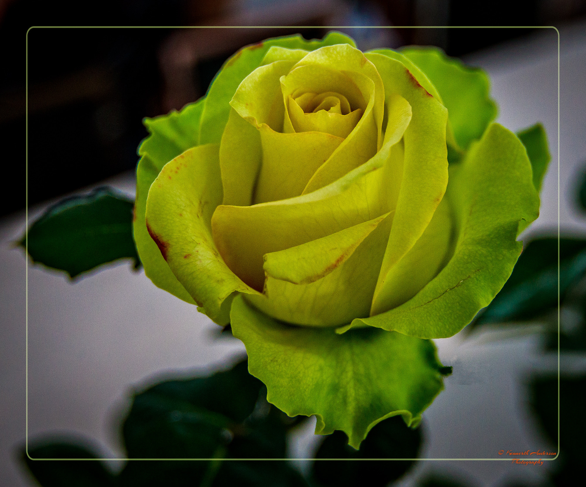 Canon EF 16-35mm F2.8L USM sample photo. Orchid & rose show photography