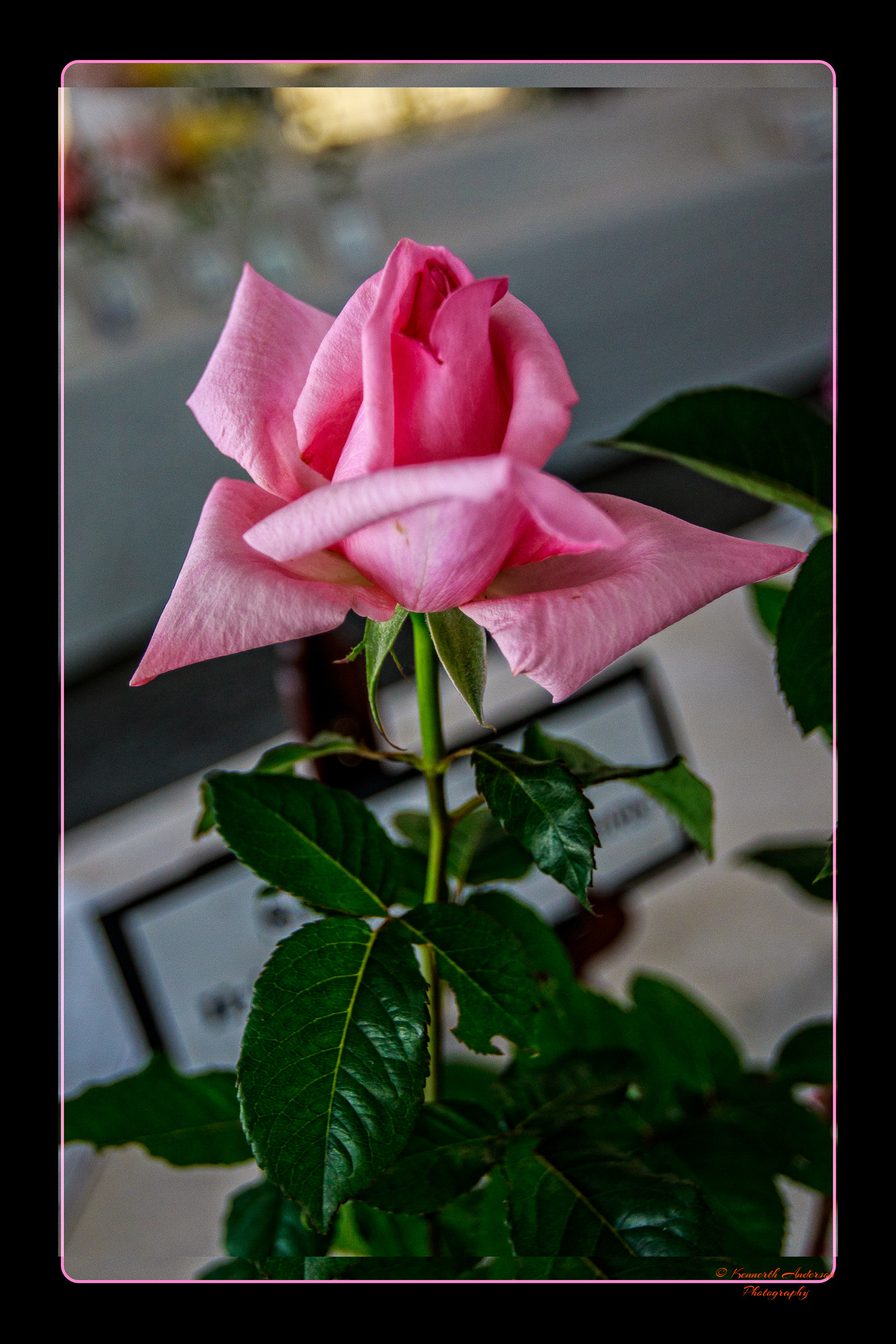Canon EF 16-35mm F2.8L USM sample photo. Orchid & rose show photography
