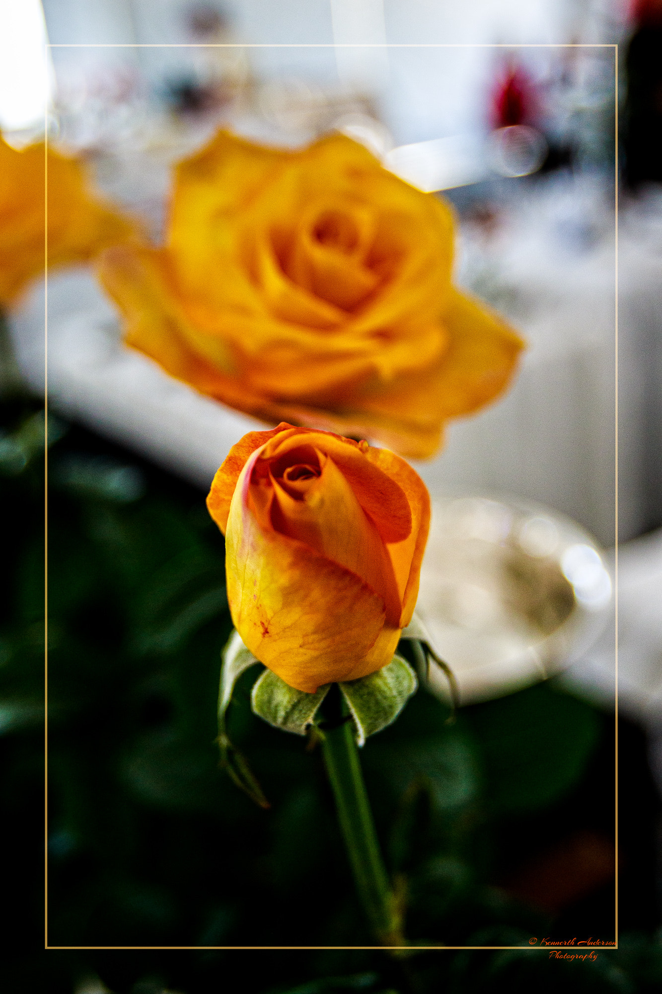 Canon EF 16-35mm F2.8L USM sample photo. Orchid & rose show photography