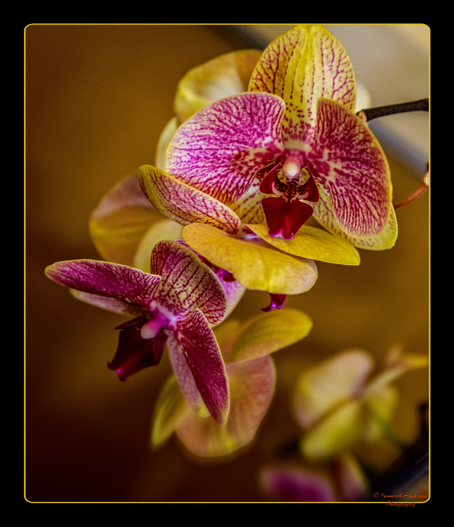 Canon EF 16-35mm F2.8L USM sample photo. Orchid & rose show photography