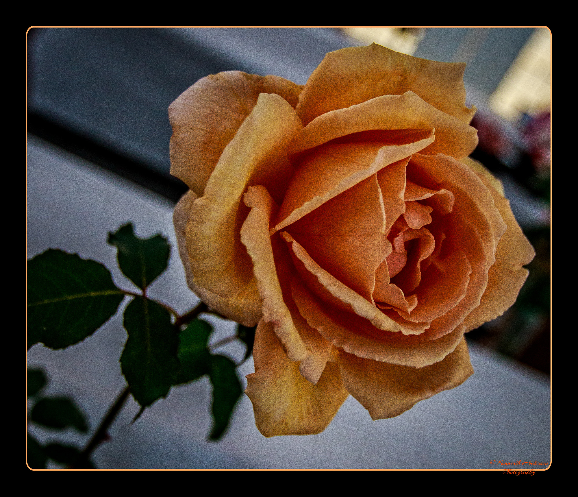 Canon EF 16-35mm F2.8L USM sample photo. Orchid & rose show photography