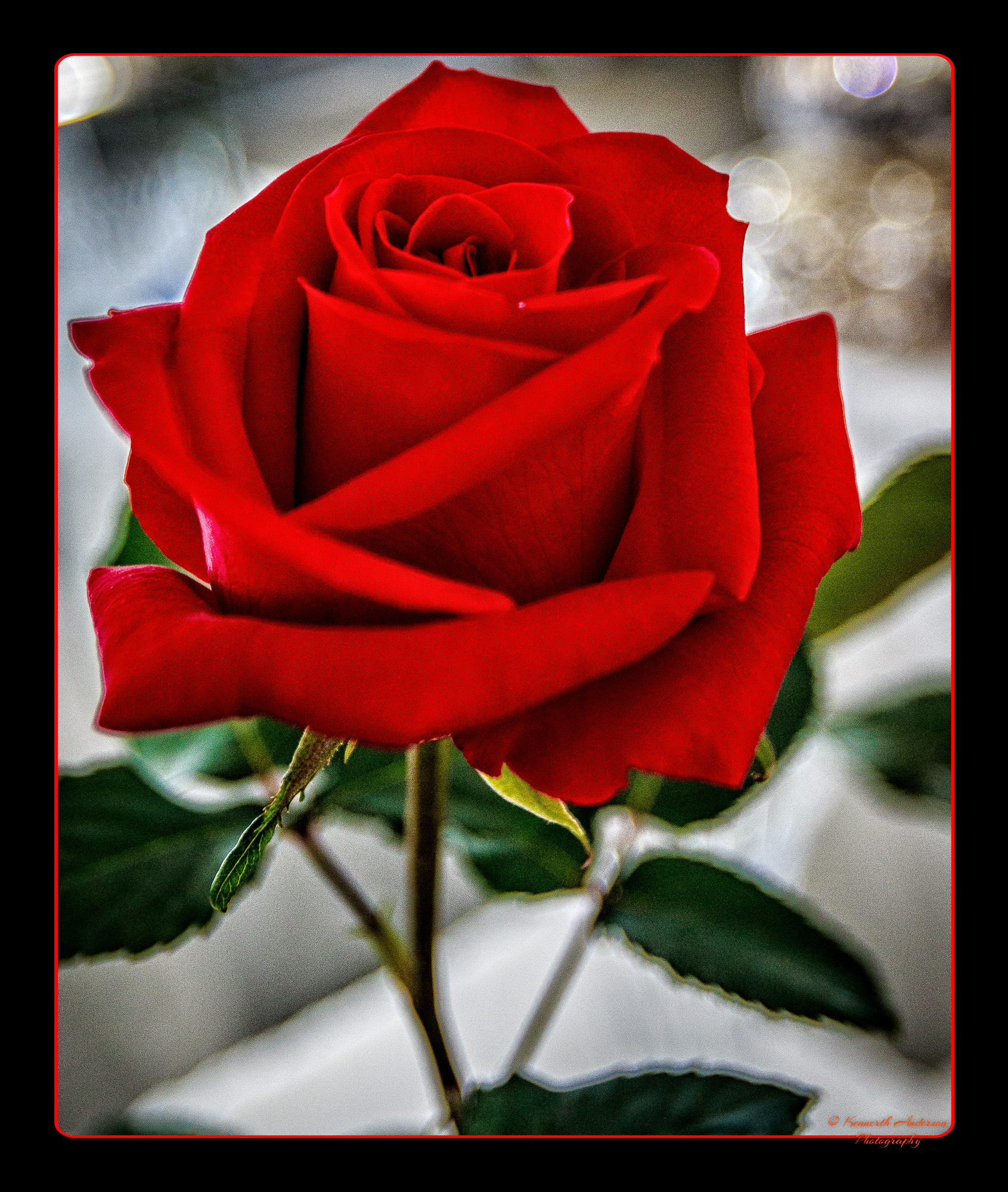 Canon EF 16-35mm F2.8L USM sample photo. Orchid & rose show photography