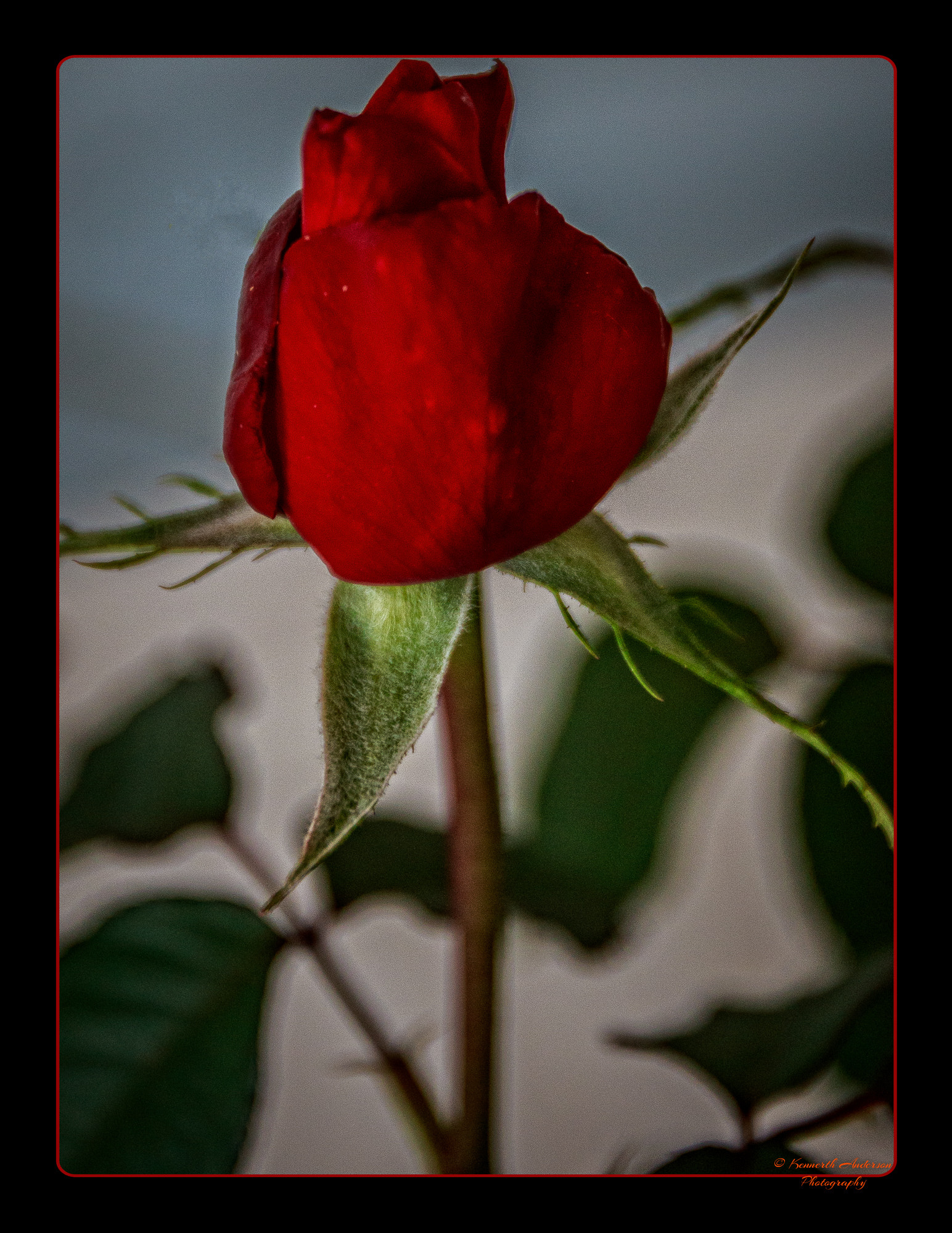 Canon EF 16-35mm F2.8L USM sample photo. Orchid & rose show photography