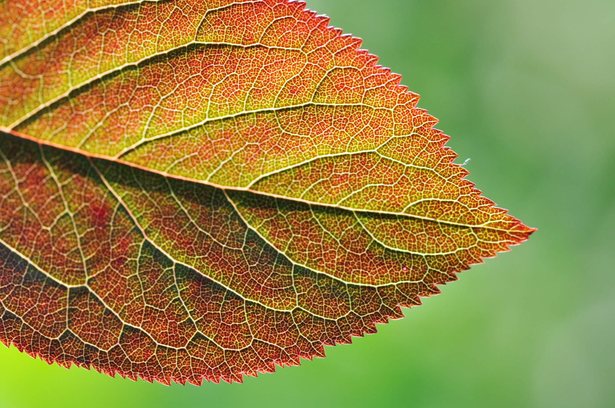 ZEISS Makro-Planar T* 100mm F2 sample photo. Colorful leaf photography
