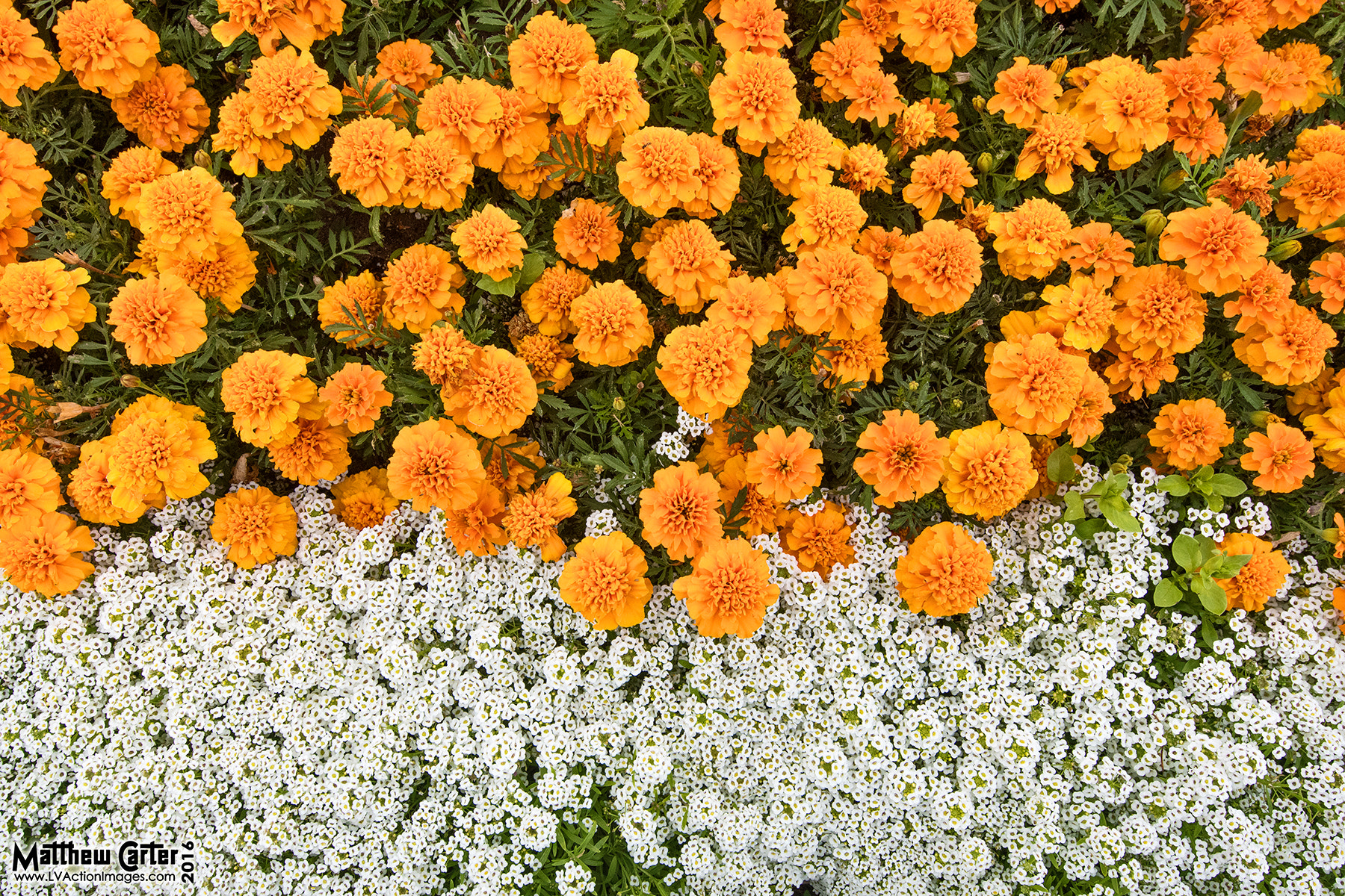 Sigma 12-24mm F4.5-5.6 II DG HSM sample photo. Flowers photography