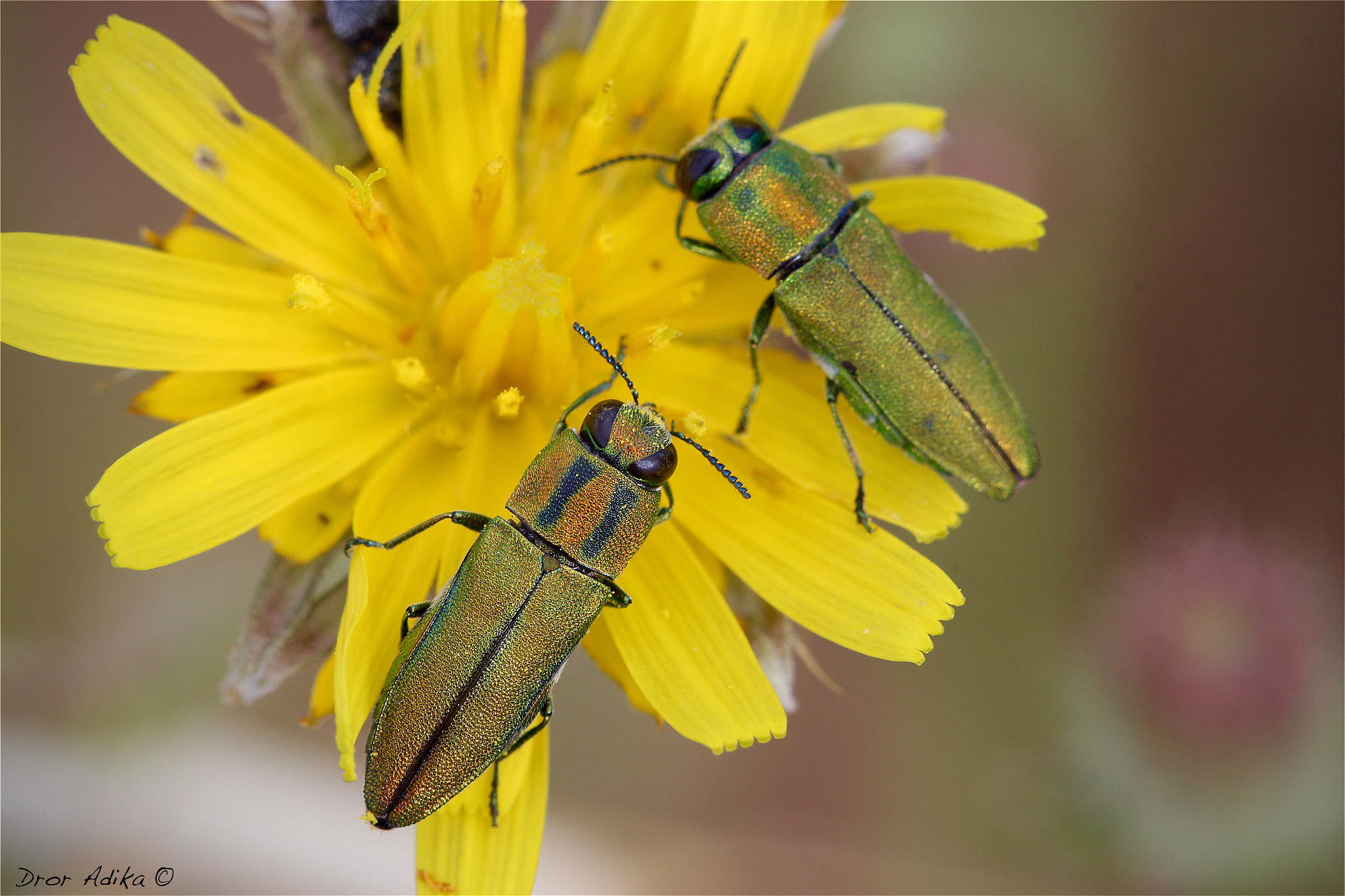 Canon EOS 700D (EOS Rebel T5i / EOS Kiss X7i) sample photo. Gem photography