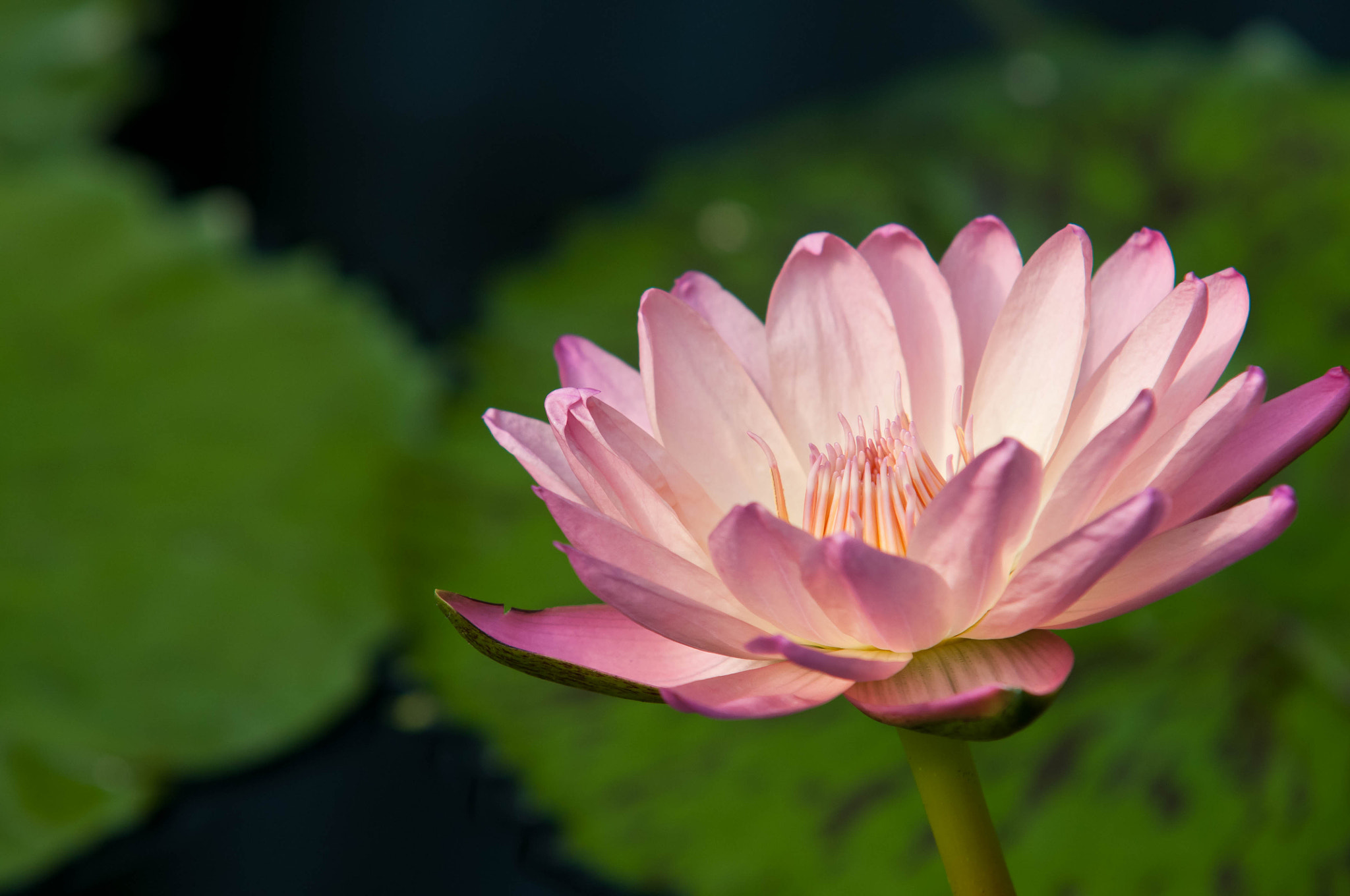 Sigma 70-200mm F2.8 EX DG Macro HSM II sample photo. Lily portrait photography