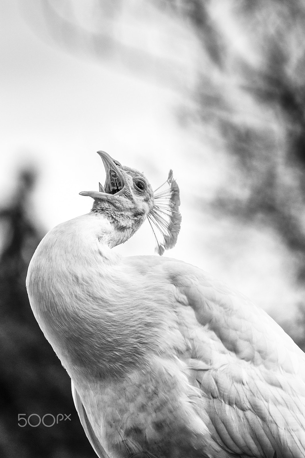Nikon AF-S Nikkor 70-200mm F4G ED VR sample photo. The white peacock photography