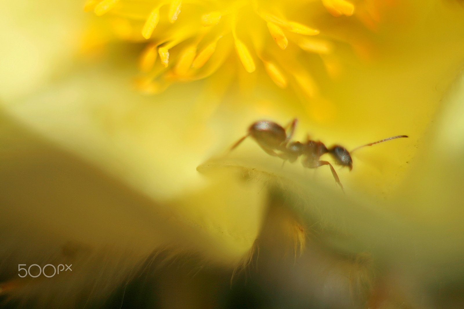 Canon EF 40mm F2.8 STM sample photo. Разведчик photography