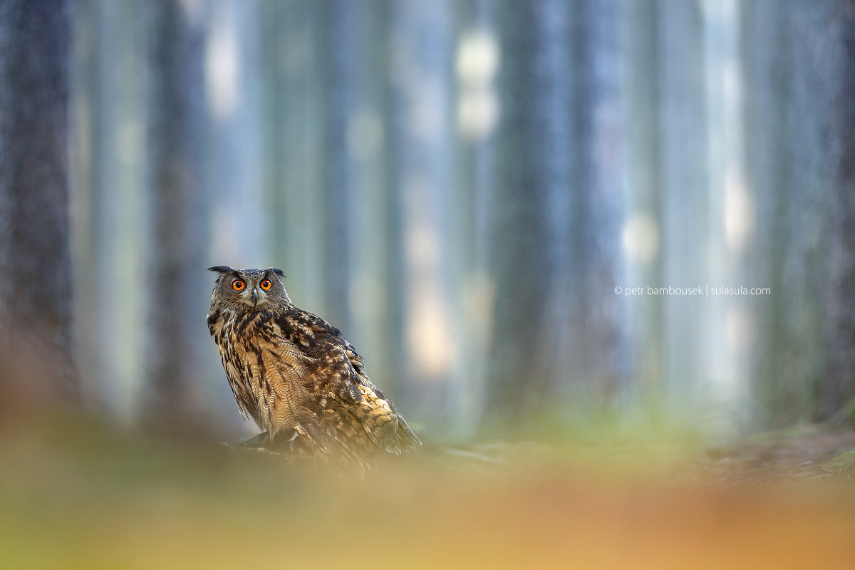 Canon EOS 5DS + Canon EF 300mm F2.8L IS II USM sample photo. Eagle owl | photo workshop photography