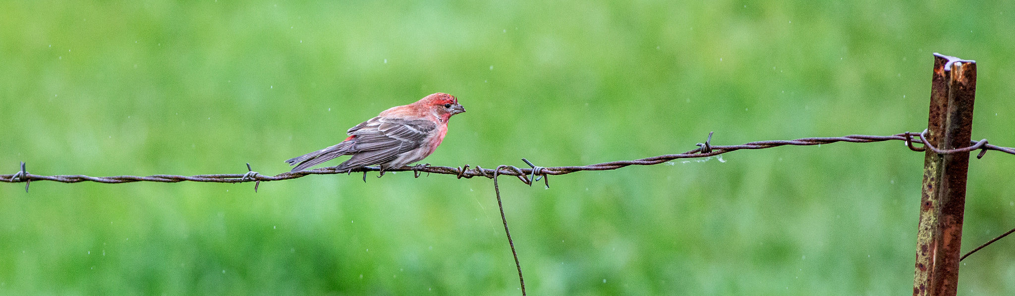 Canon EOS 6D + Canon EF 400mm F5.6L USM sample photo. Dart photography