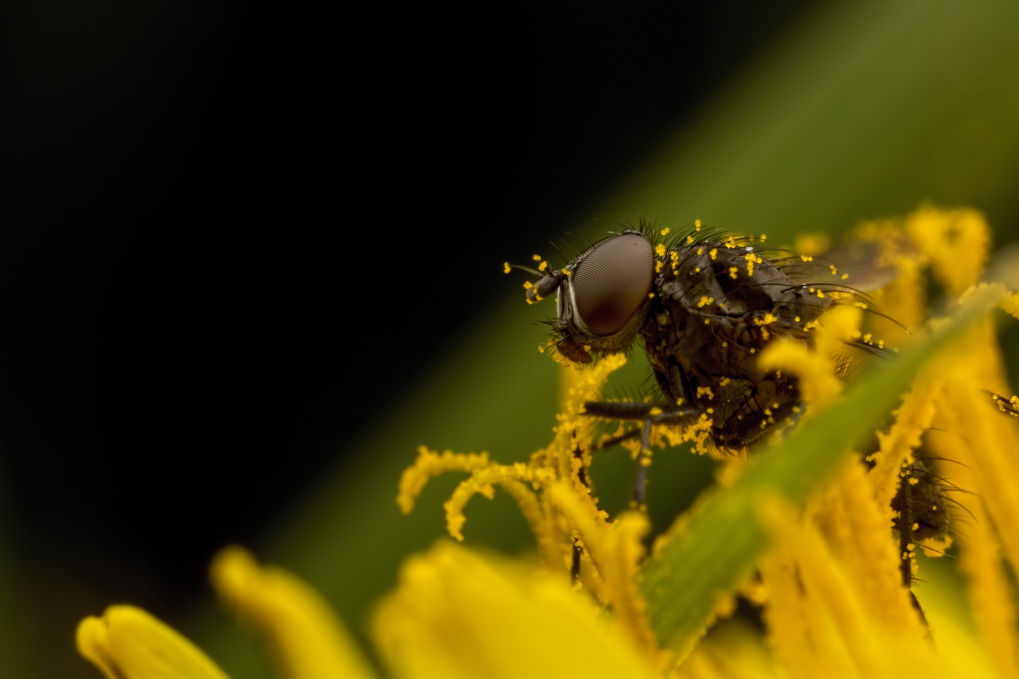 Canon MP-E 65mm F2.5 1-5x Macro Photo sample photo. Into the void photography