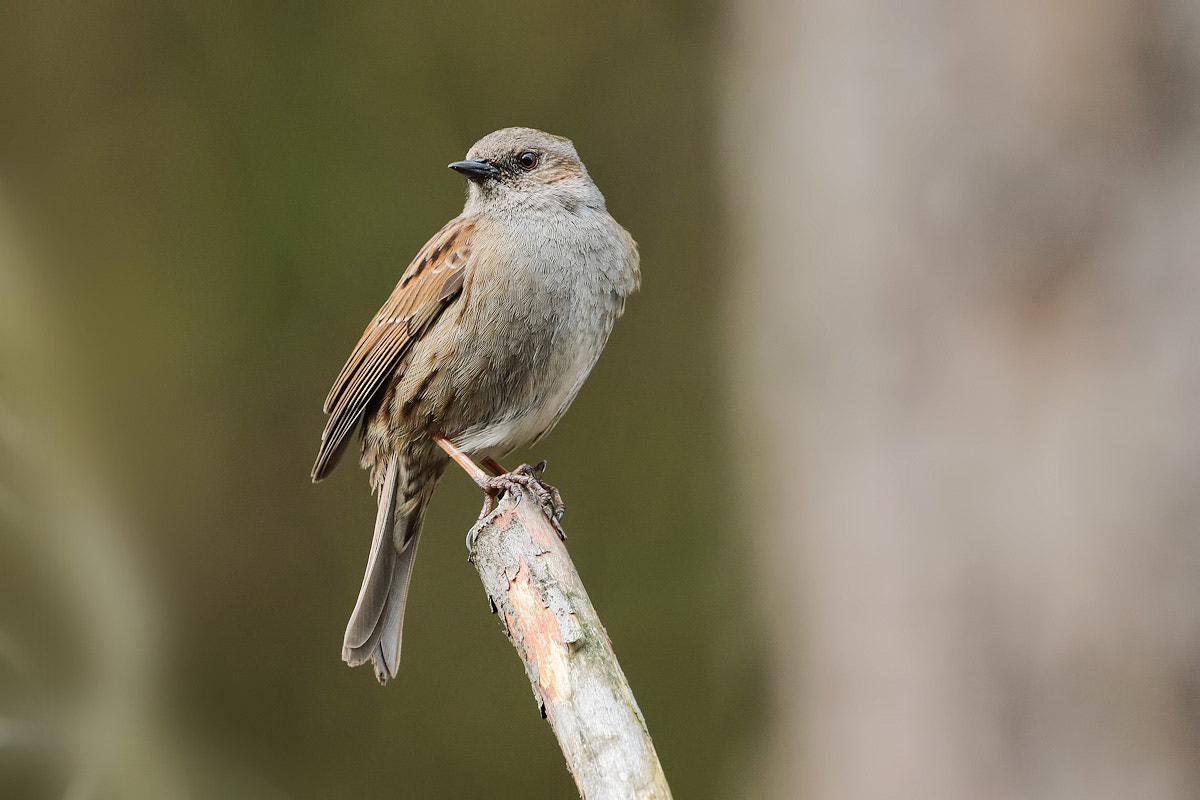 Canon EF 300mm F2.8L IS II USM sample photo. Dunnock photography