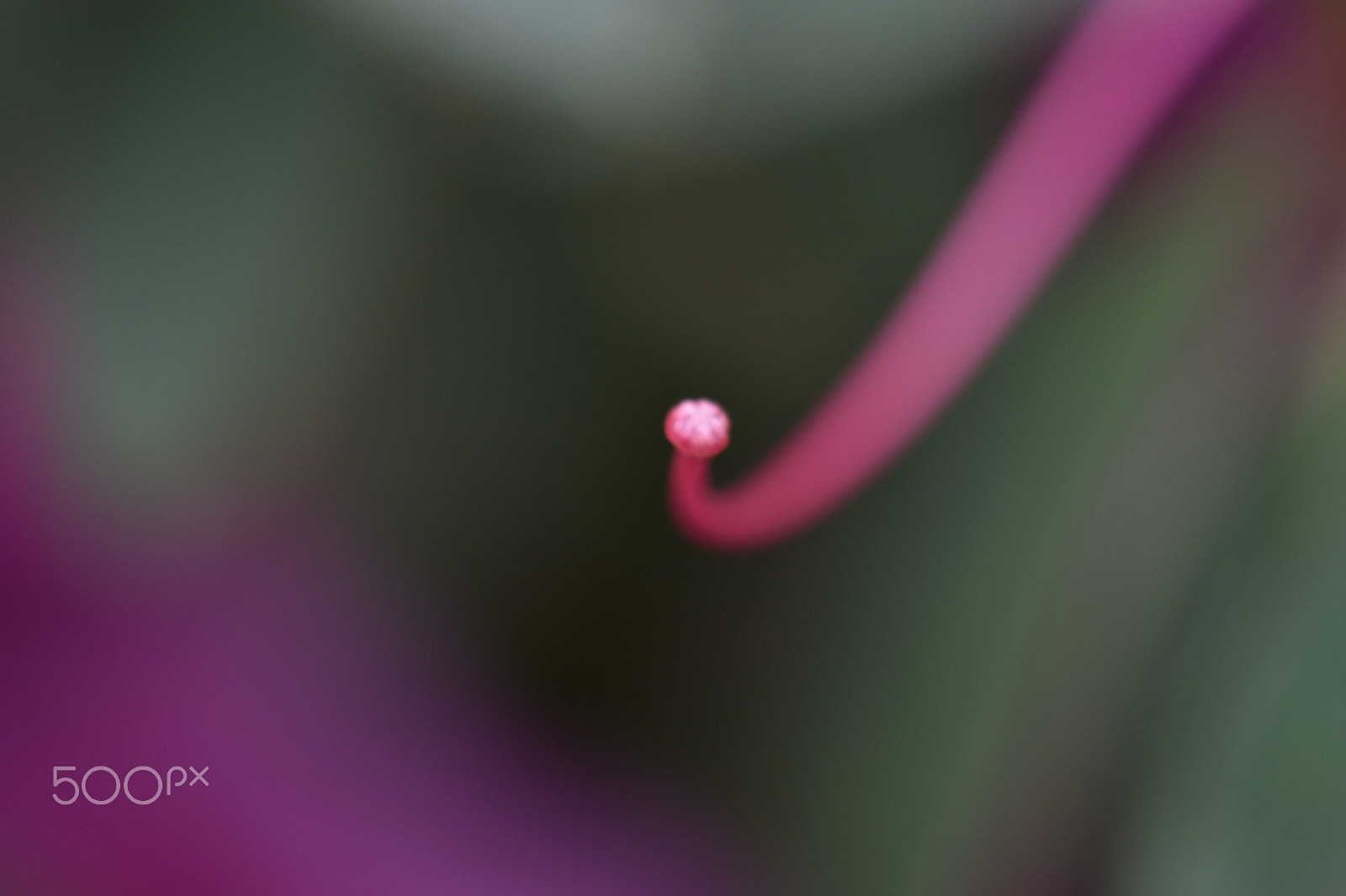 Nikon AF-S DX Micro-Nikkor 85mm F3.5G ED VR sample photo. Flowers - beauty in action photography
