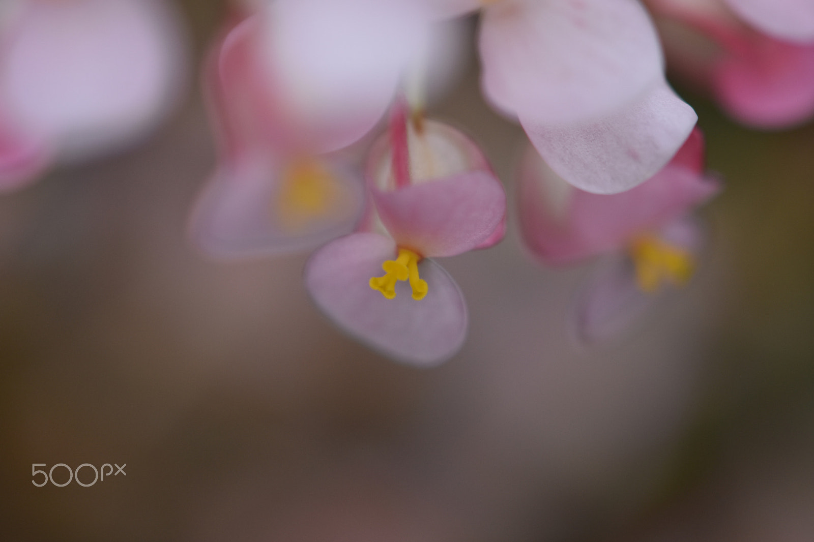 Nikon AF-S DX Micro-Nikkor 85mm F3.5G ED VR sample photo. Flowers - beauty in action photography
