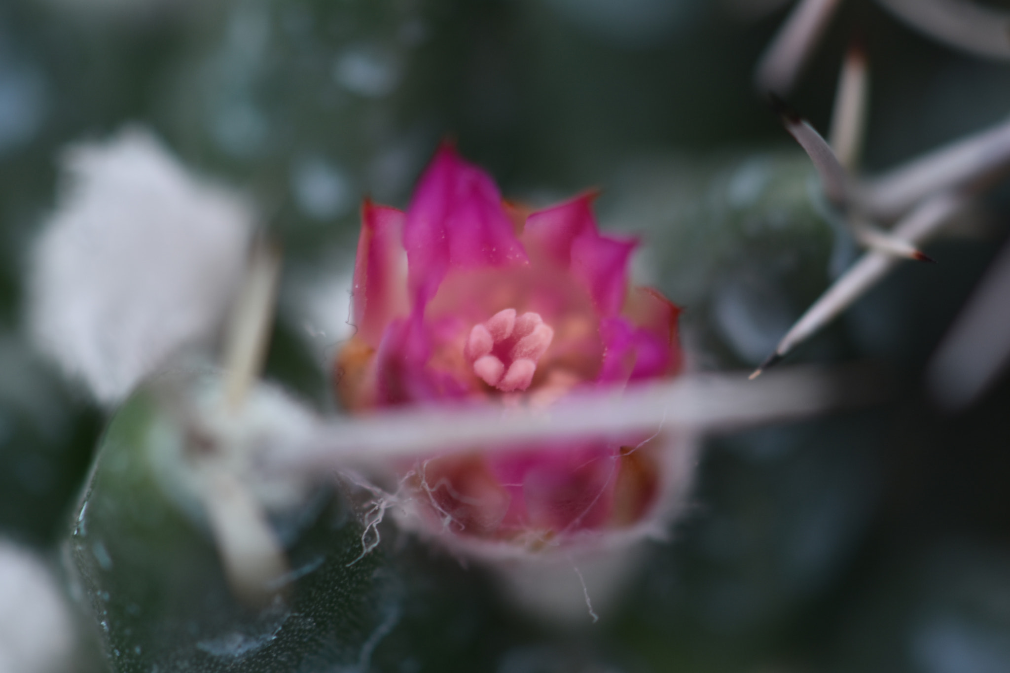 Nikon AF-S DX Micro-Nikkor 85mm F3.5G ED VR sample photo. Flowers - beauty in action photography