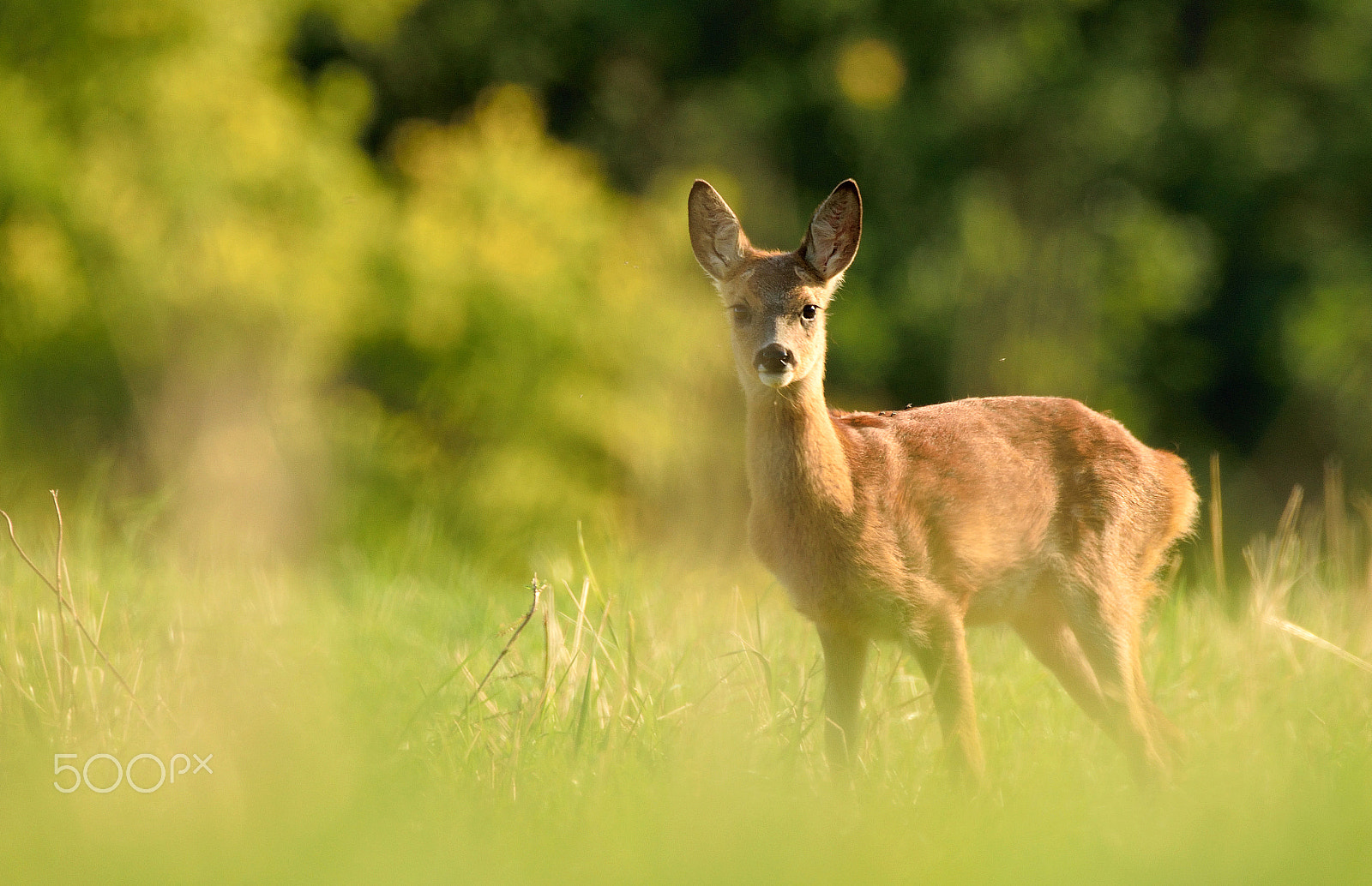 Sigma 150-600mm F5-6.3 DG OS HSM | C sample photo. Cautious young roe deer photography