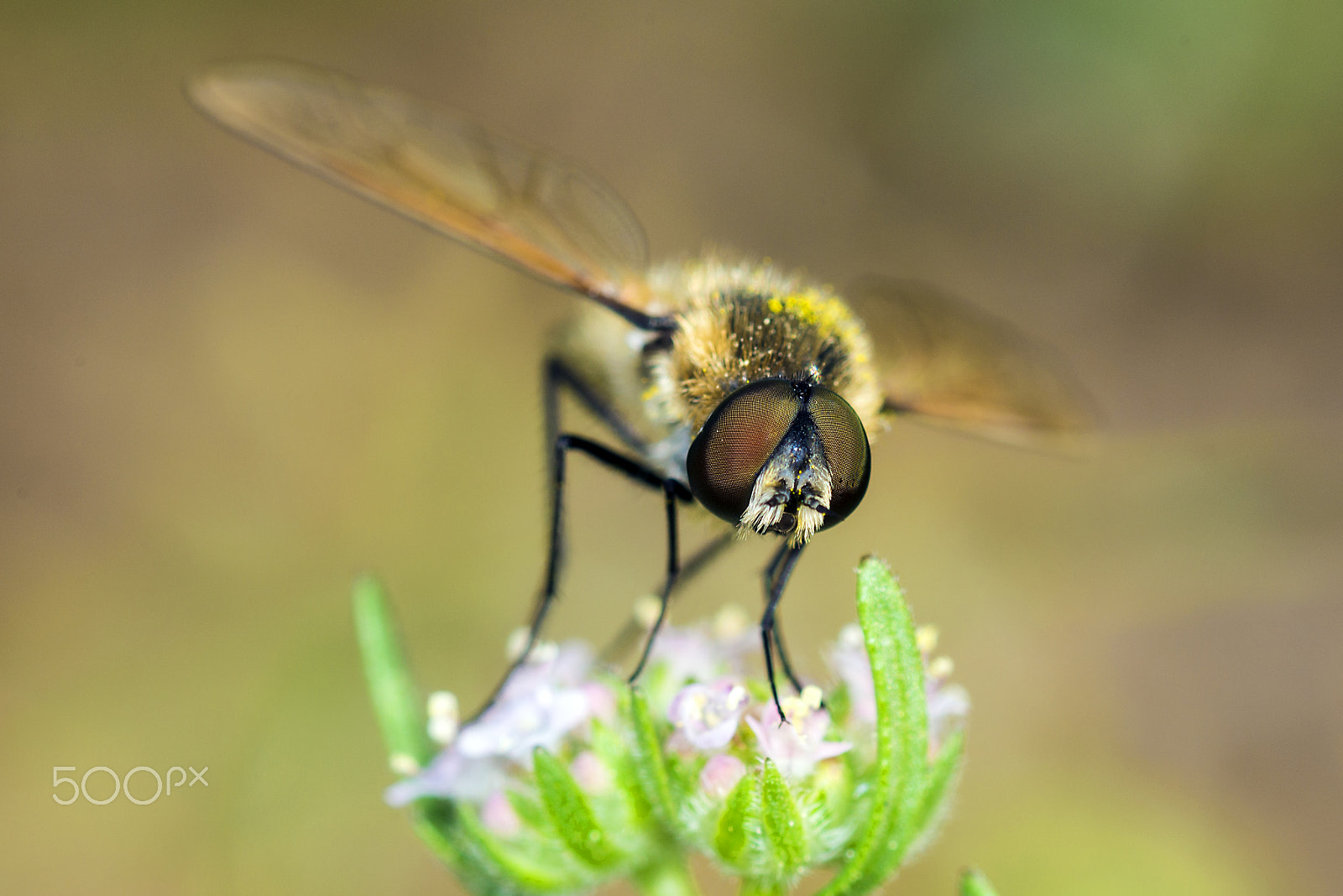 Nikon D800E sample photo. Fly photography