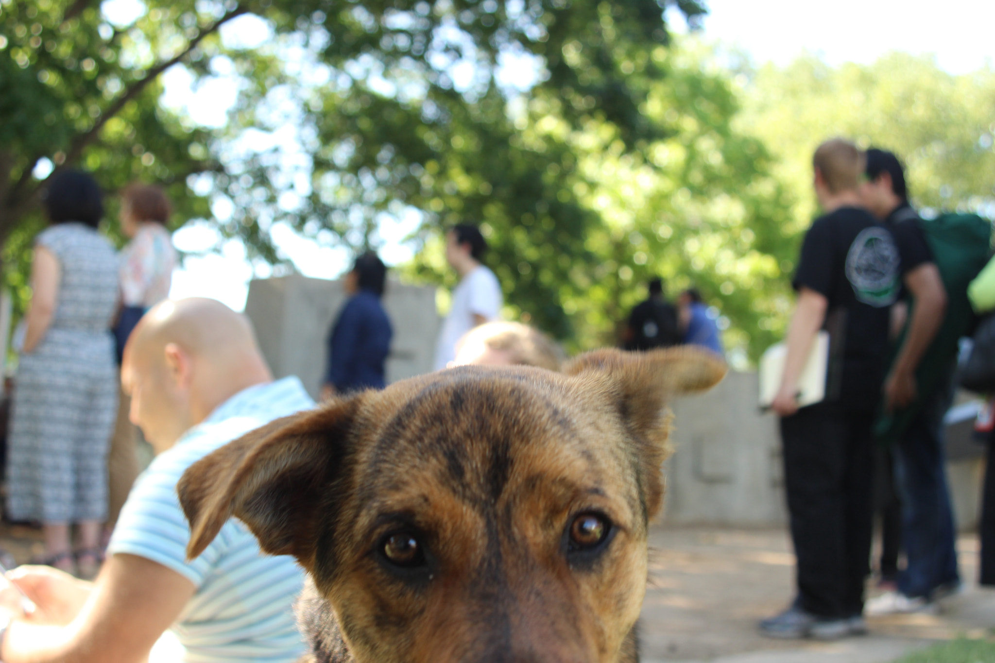 Canon EF 28-80mm f/3.5-5.6 USM sample photo. From a dog's perspective photography