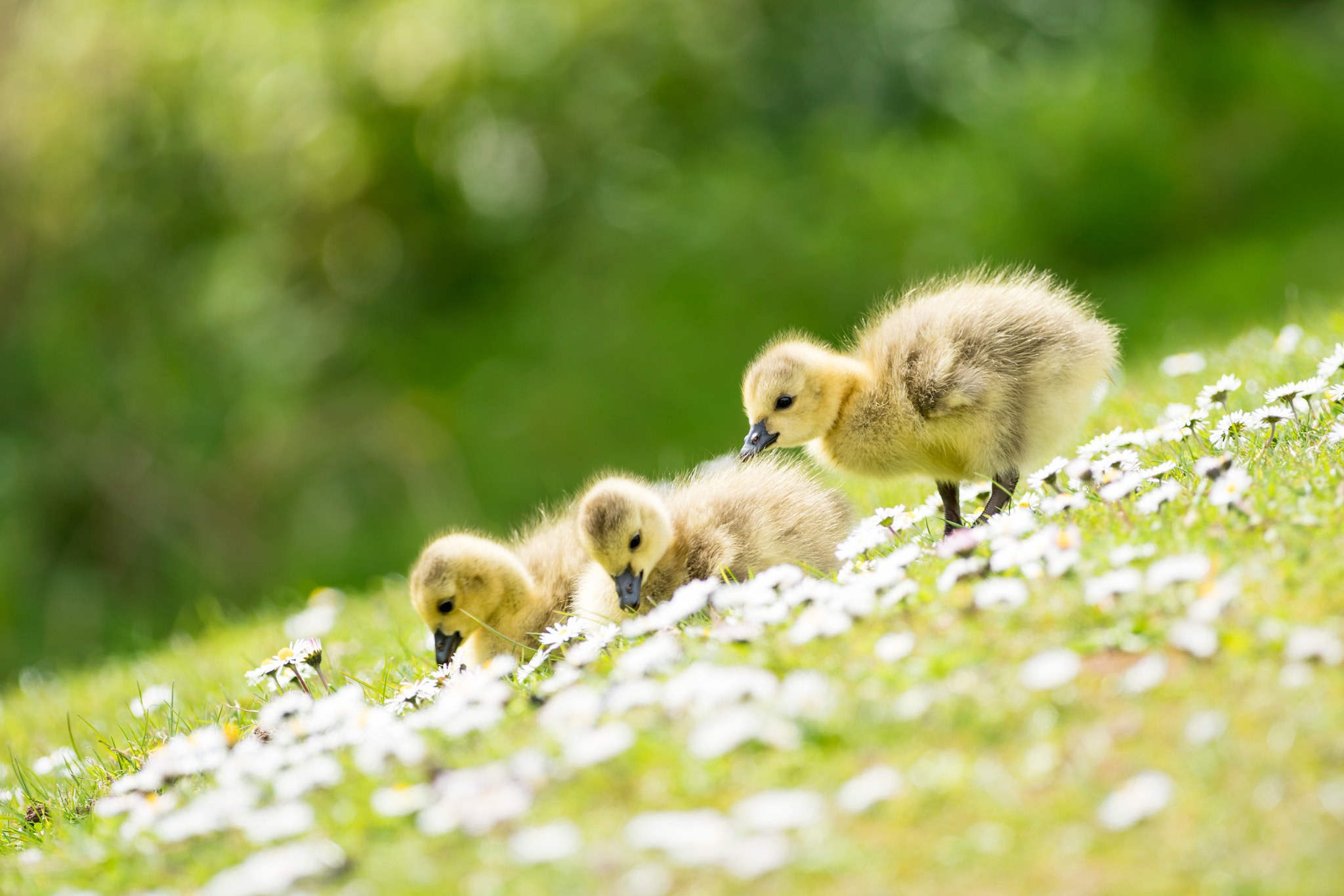 Sony a7R II + Canon EF 400mm F5.6L USM sample photo. Canada goslings photography