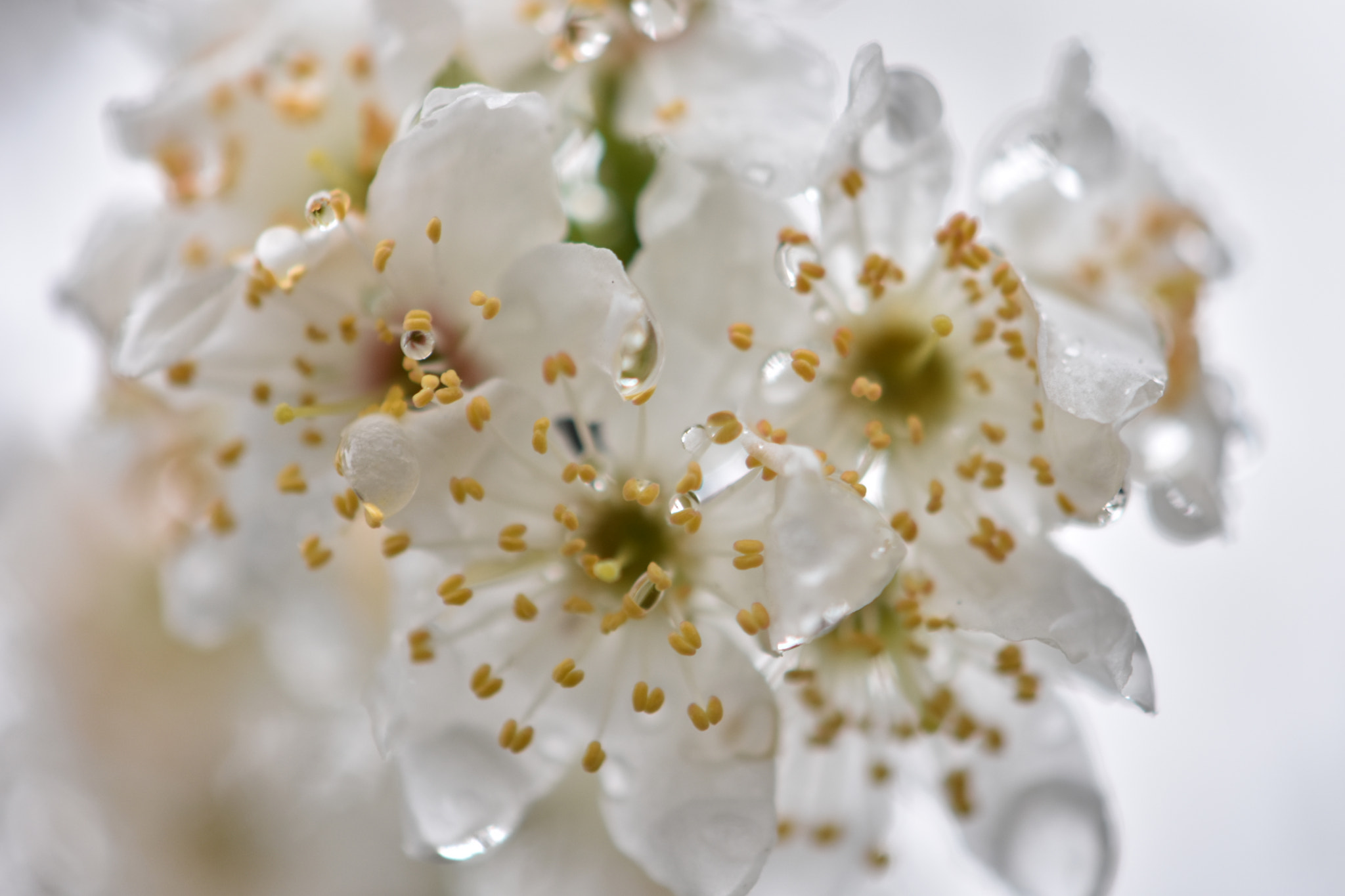Nikon AF-S DX Micro-Nikkor 85mm F3.5G ED VR sample photo. Spring in the air photography