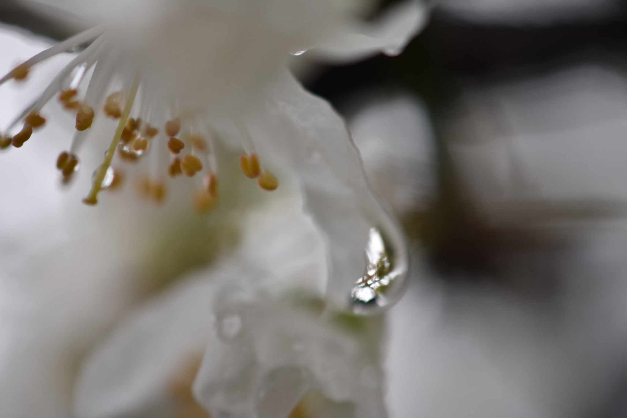 Nikon AF-S DX Micro-Nikkor 85mm F3.5G ED VR sample photo. Spring in the air photography