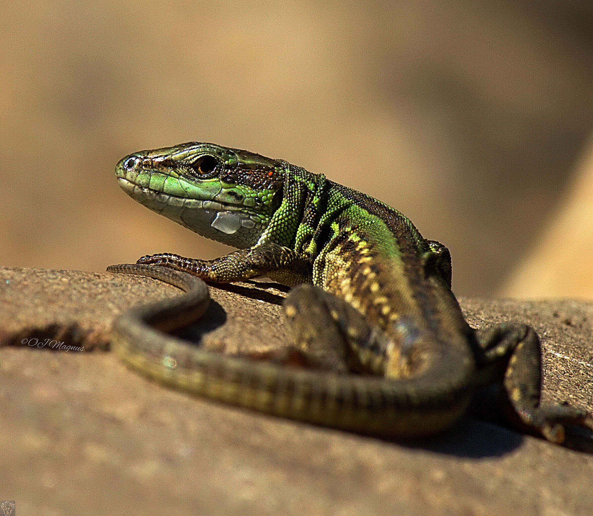 Canon EF-S 55-250mm F4-5.6 IS II sample photo. Till next time. photography