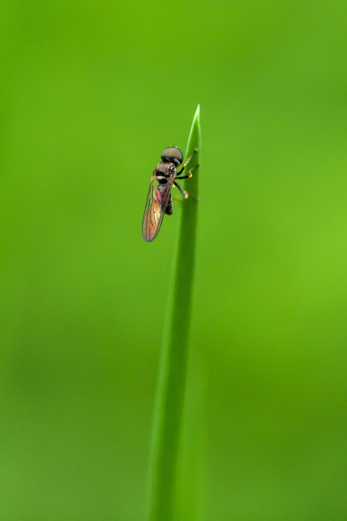 OLYMPUS 50mm Lens sample photo. Almost there photography
