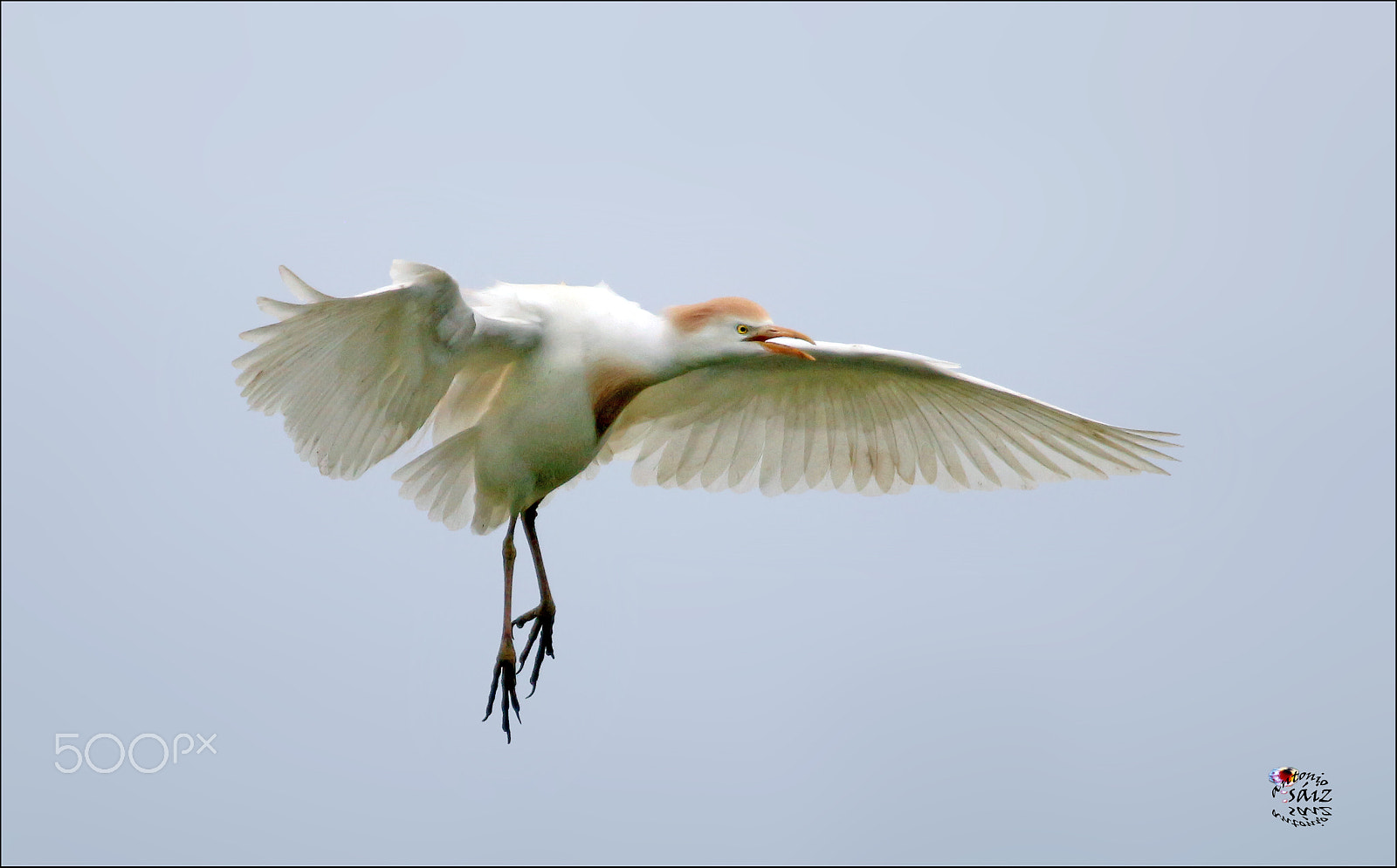 Canon EF 100-400mm F4.5-5.6L IS USM sample photo. Garza photography