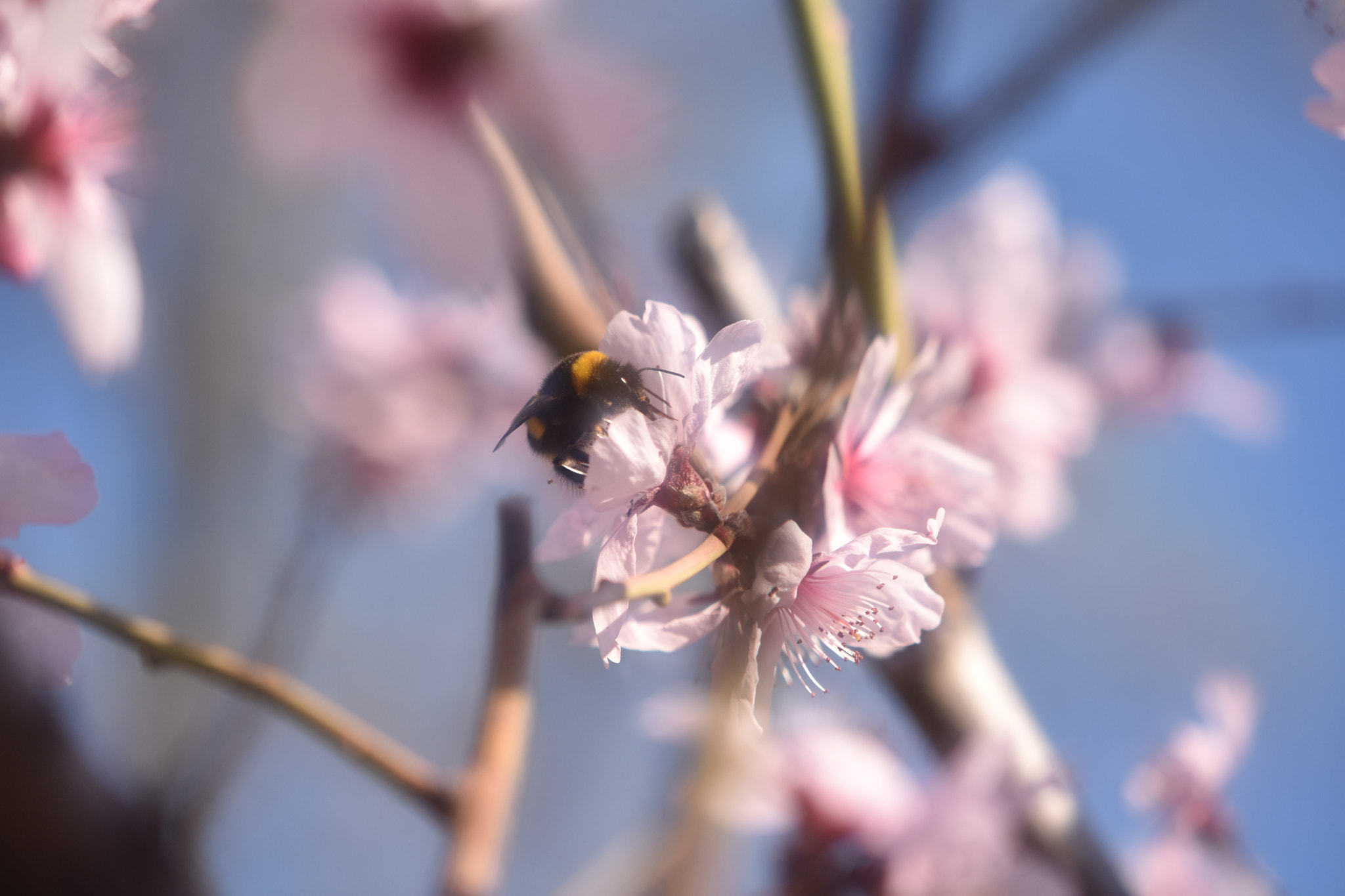 Nikon AF-S DX Micro-Nikkor 85mm F3.5G ED VR sample photo. Spring in the air photography