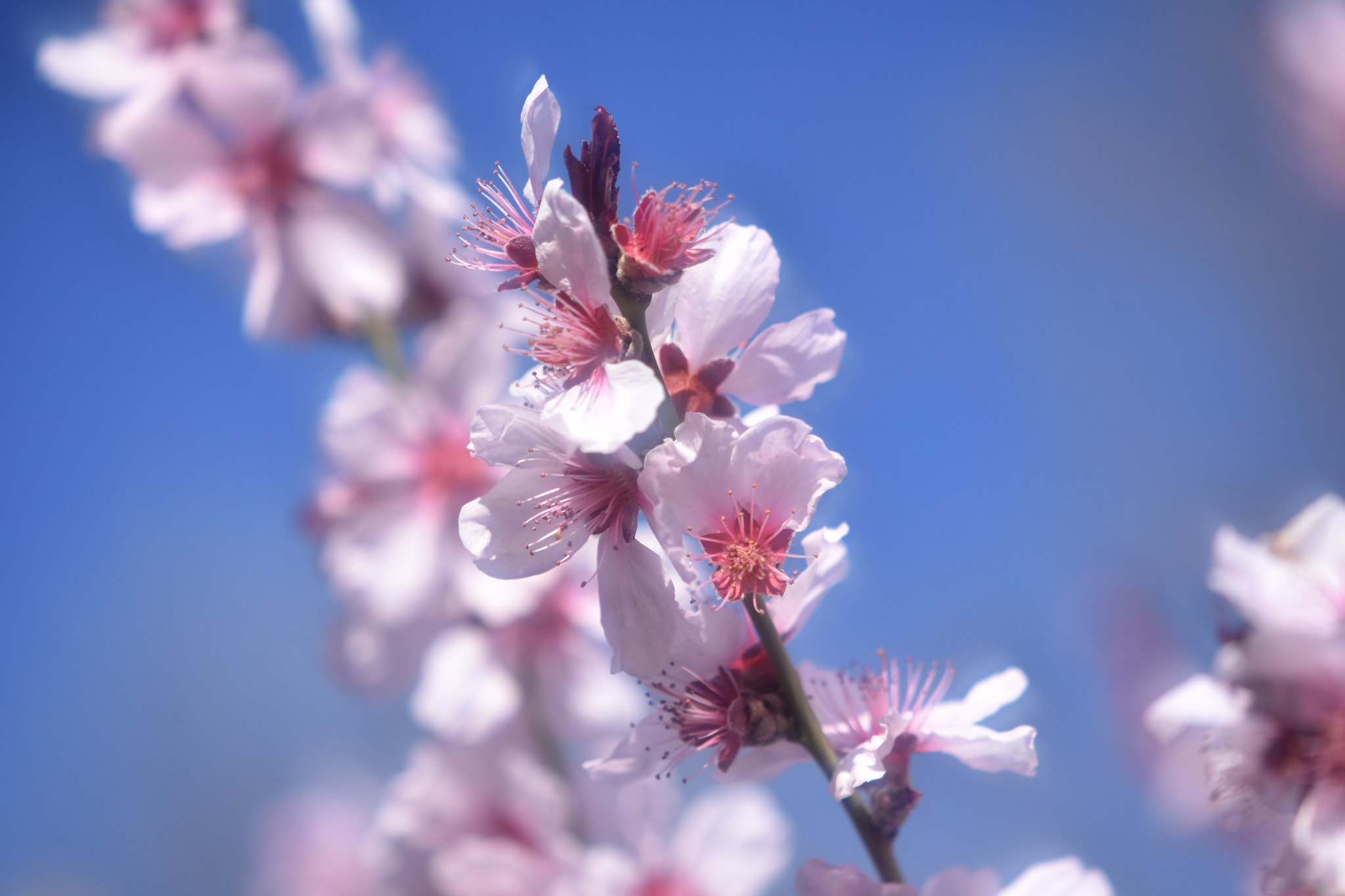 Nikon AF-S DX Micro-Nikkor 85mm F3.5G ED VR sample photo. Spring in the air photography