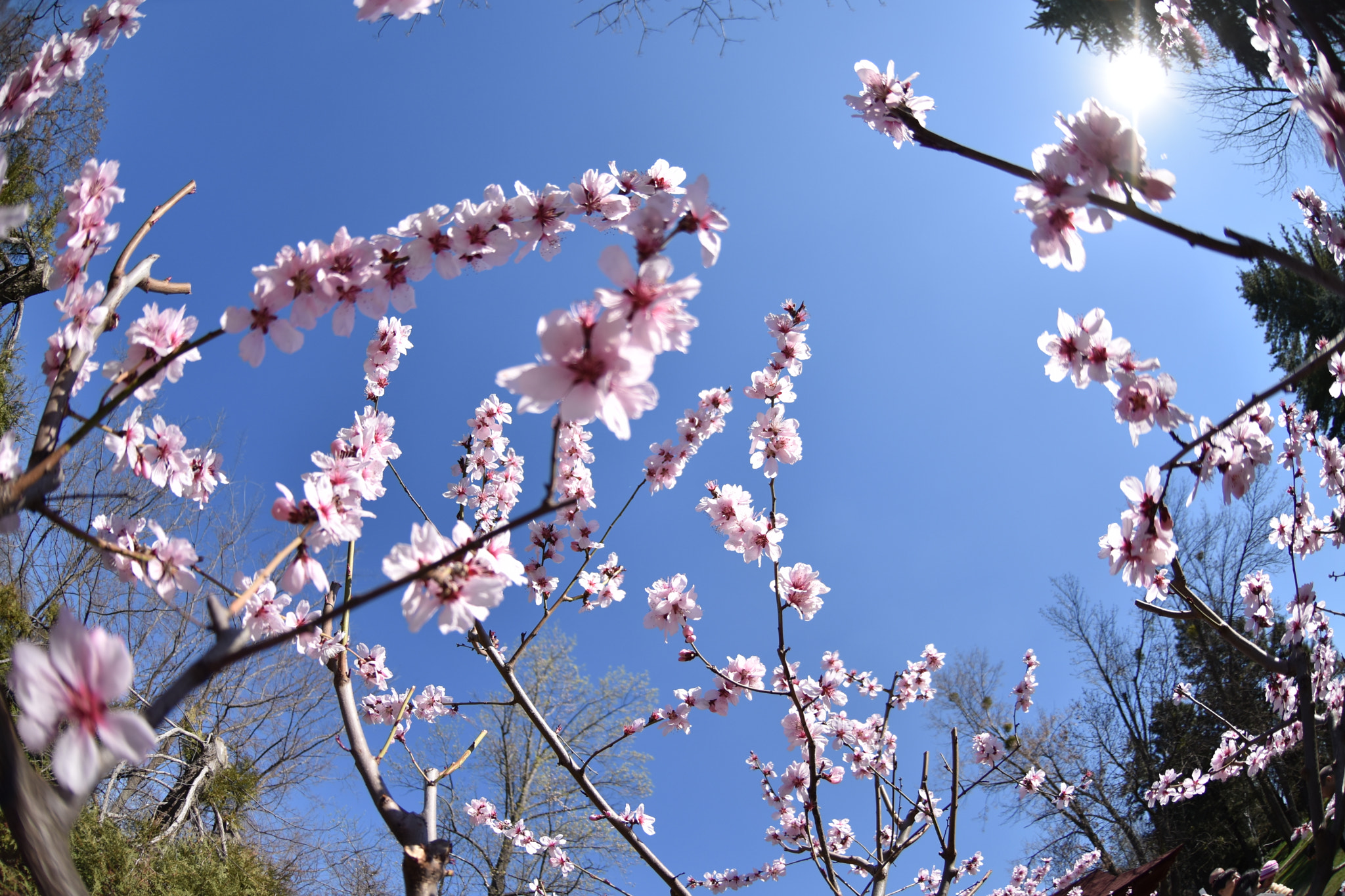 Nikon AF DX Fisheye-Nikkor 10.5mm F2.8G ED sample photo. Spring in the air photography