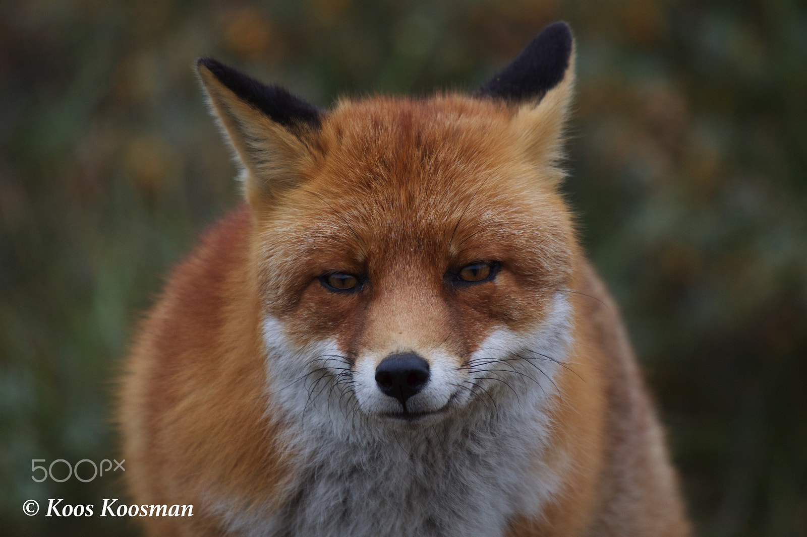 Canon EF 100-400mm F4.5-5.6L IS USM sample photo. Urban fox photography