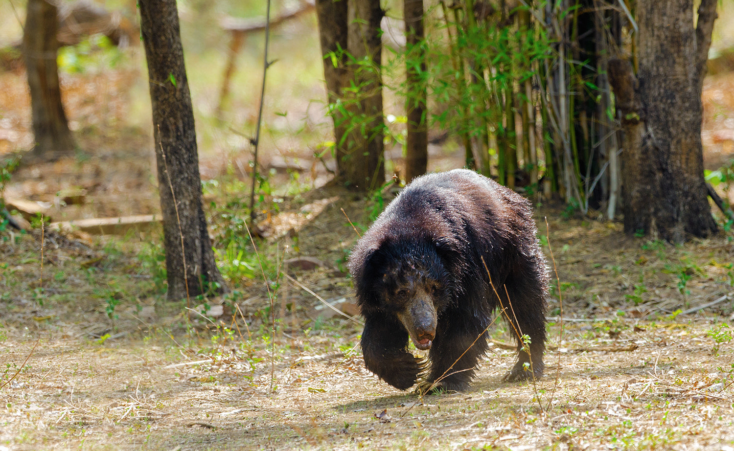 Nikon D7000 + Nikon AF-S Nikkor 500mm F4G ED VR sample photo. Baloo the bear, indian sloth bear photography