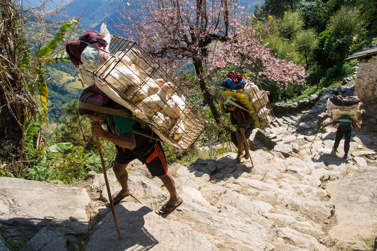 Sigma 17-70mm F2.8-4 DC Macro OS HSM sample photo. Nepal transport photography