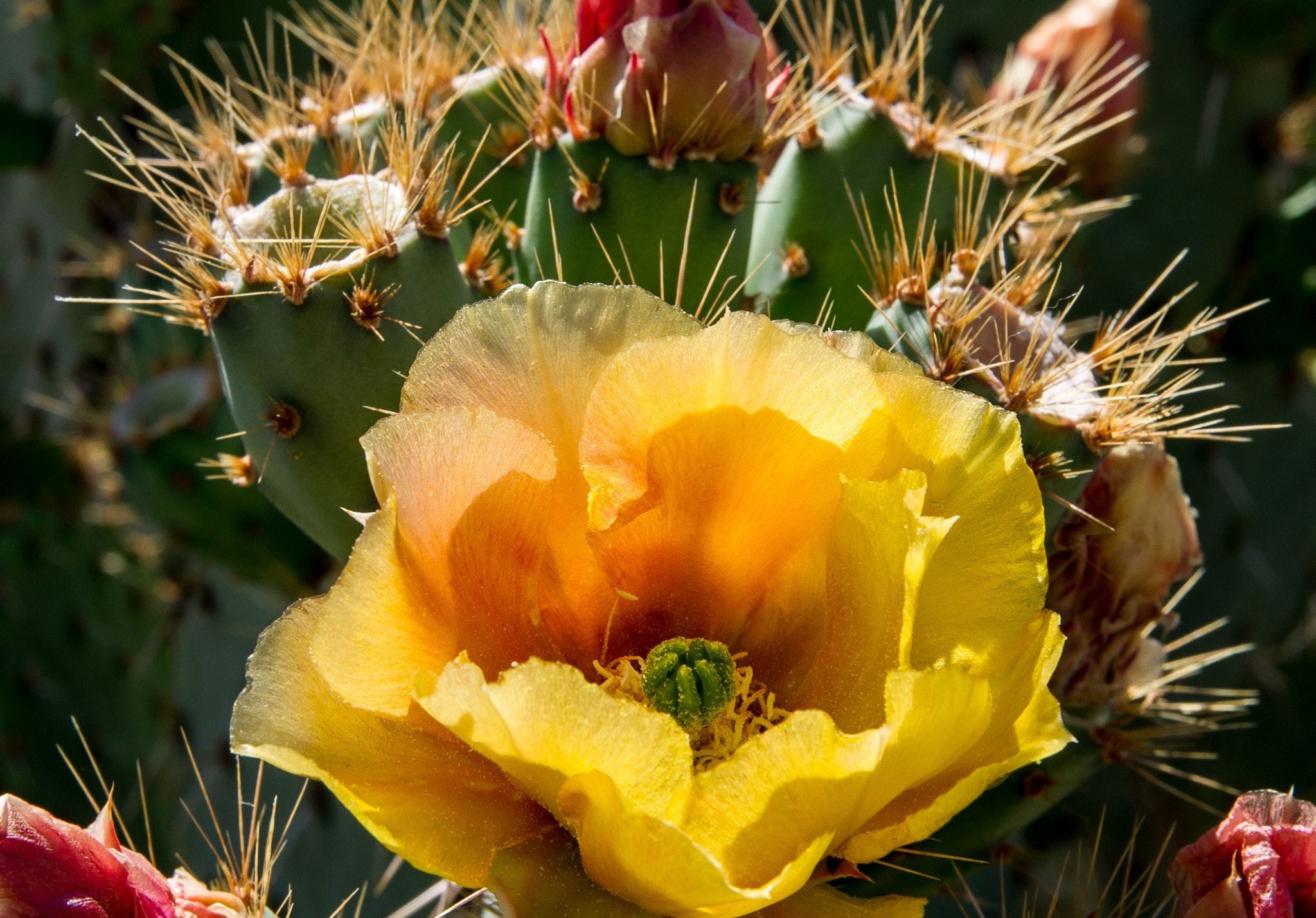 Sony Alpha DSLR-A850 + Sony 28-75mm F2.8 SAM sample photo. Cactus rose photography