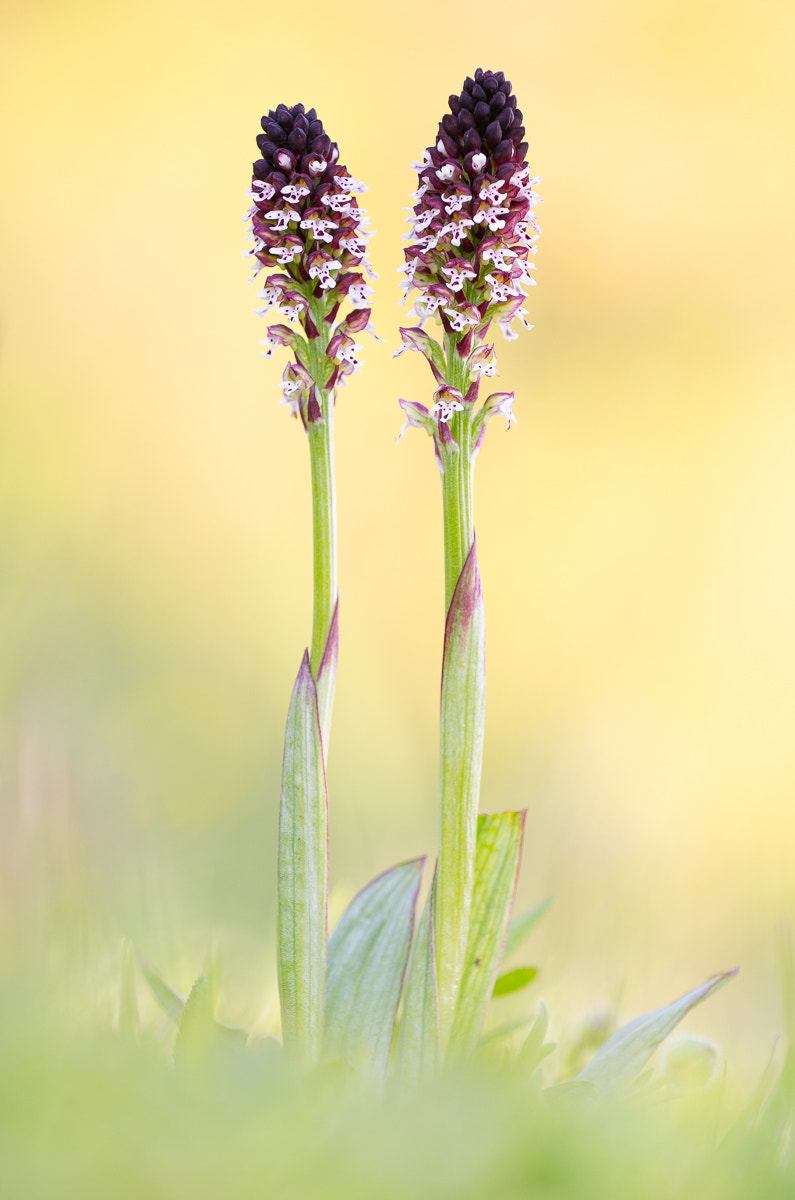 Nikon AF-S Nikkor 70-200mm F4G ED VR sample photo. Brand knabenkraut photography